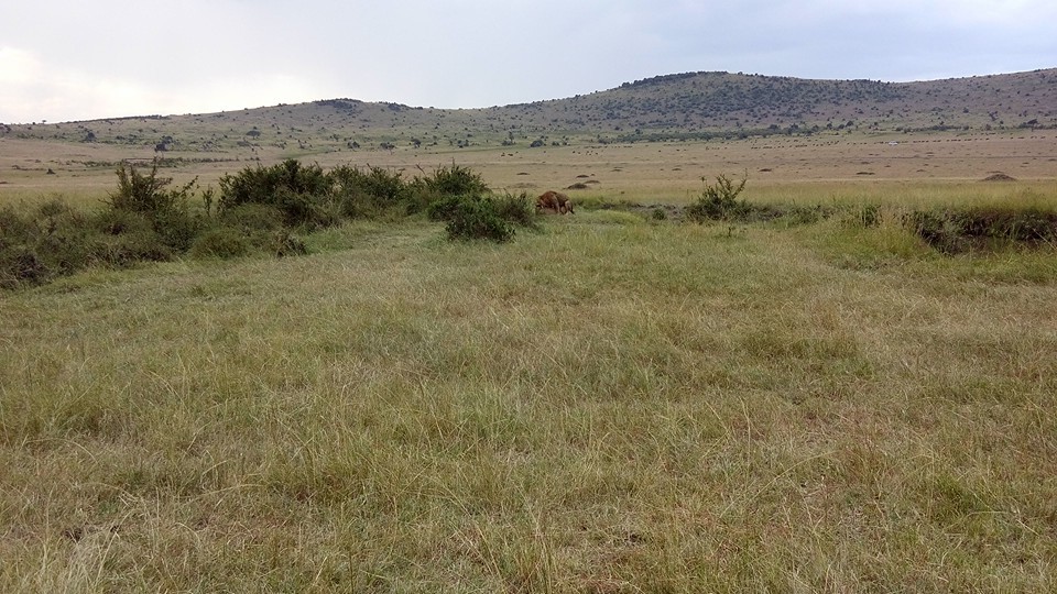 budget camping safaris Kenya, masai mara safari