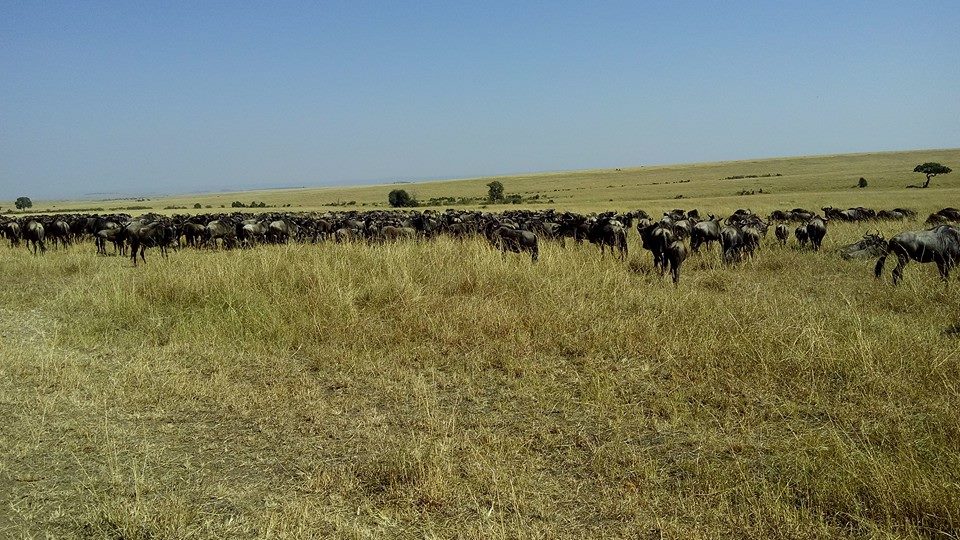 masai mara safari,weekend break,short break safaris,kenya wildlife safaris,