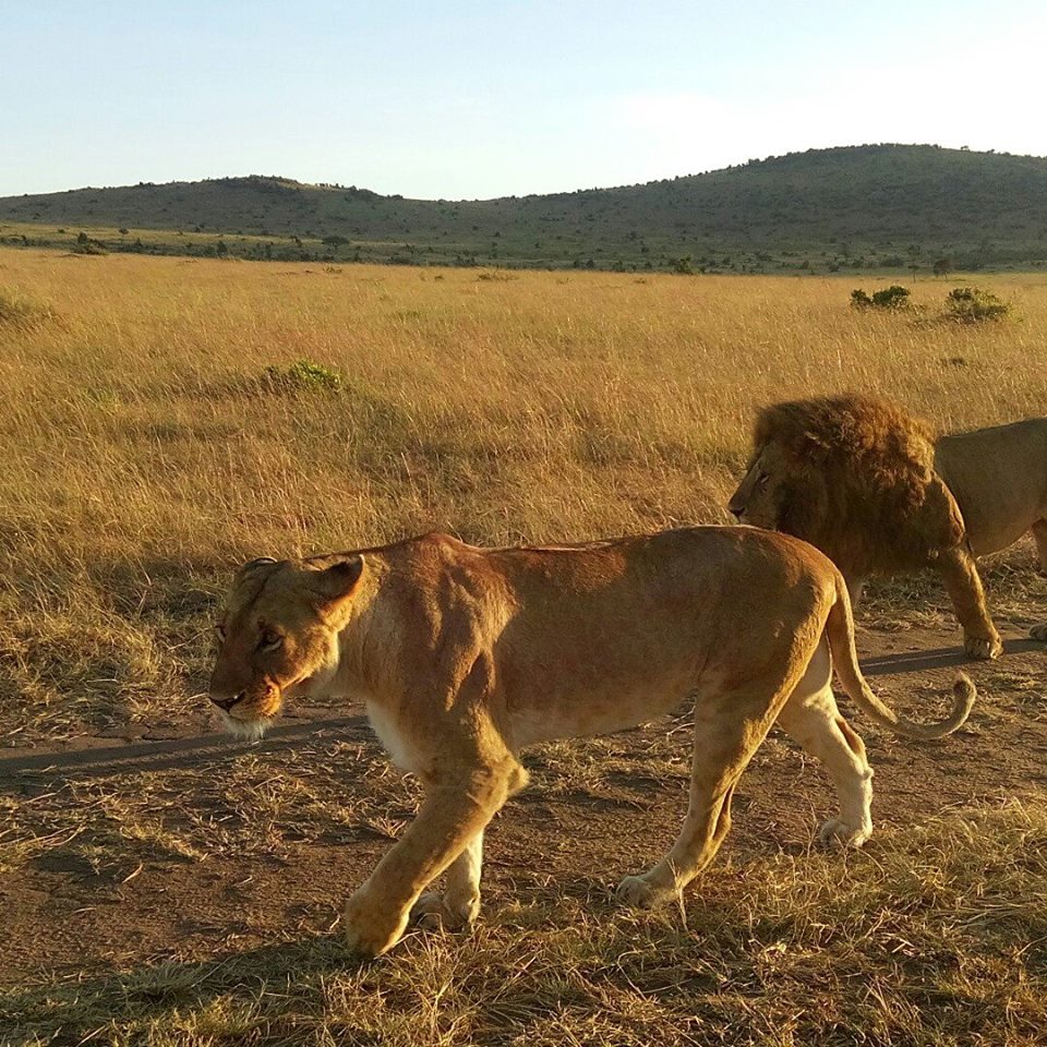Lions seen on a wildlife safari in masai mara kenya