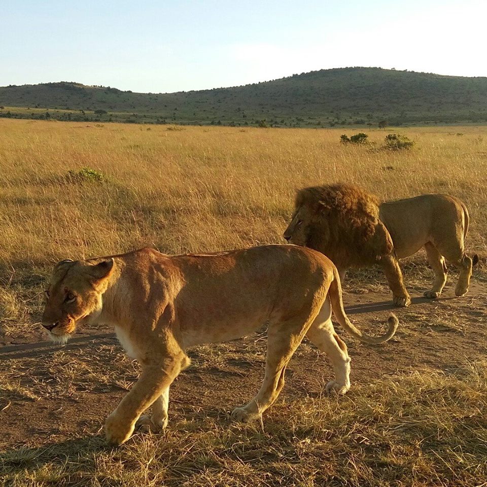 Lions seen looking for prey on a wildlife safari in masai mara kenya