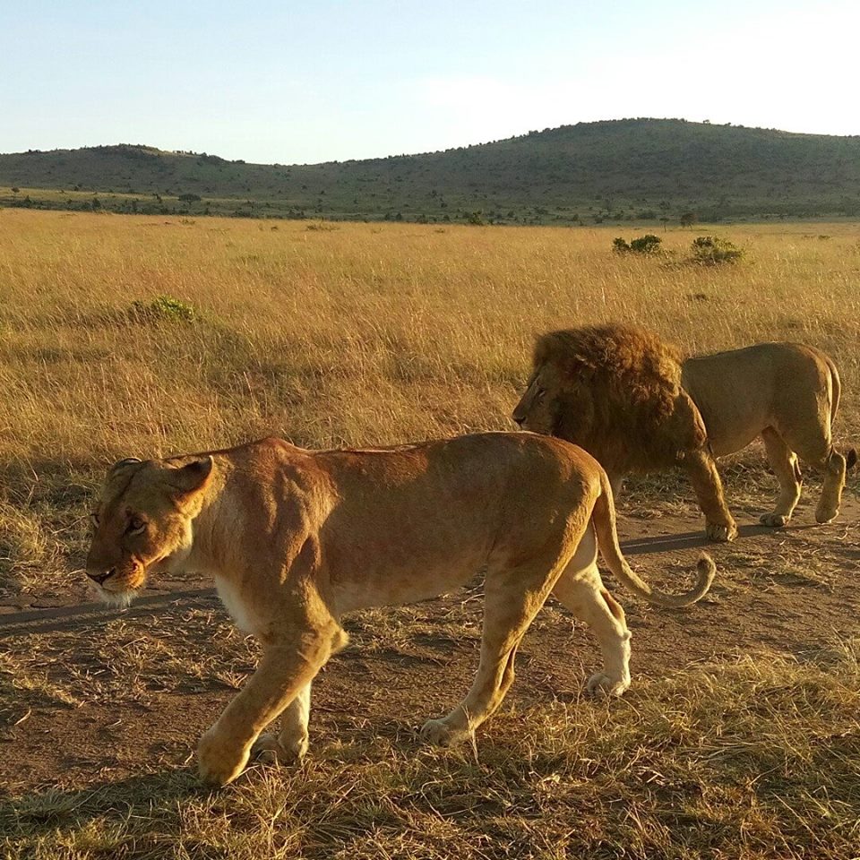 Lions seen roaming on a wildlife safari in masai mara kenya