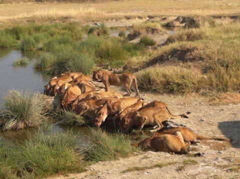 Big Five Animals-Lions-Kenya Adventure Budget Camping Safaris.