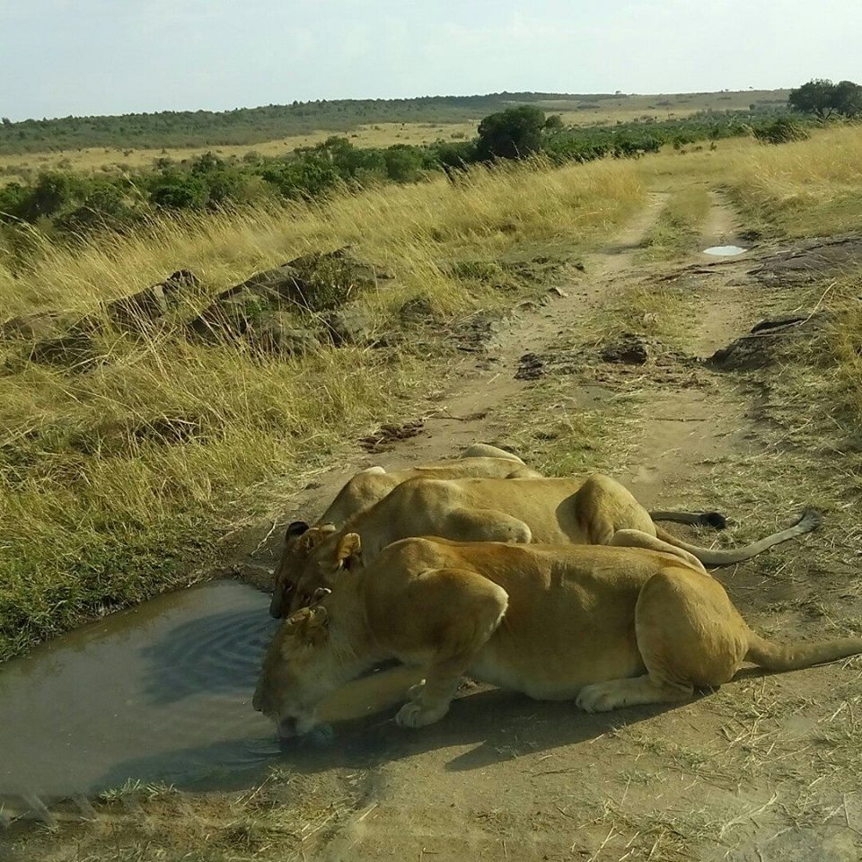 Big Five Lions /Kenya Budget wildlife safari in Masai Mara.