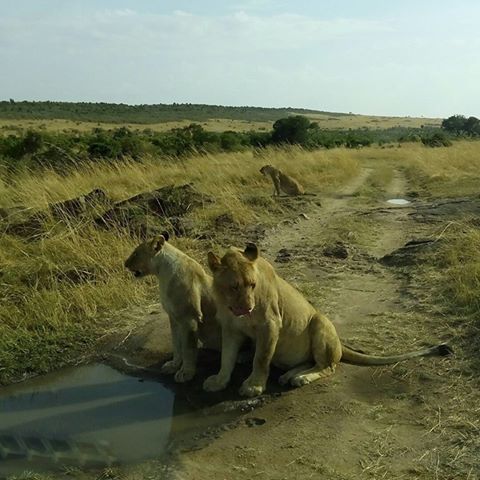 Big Five-Lions/Wildlife Safari in Masai Mara/YHA Kenya Travel.