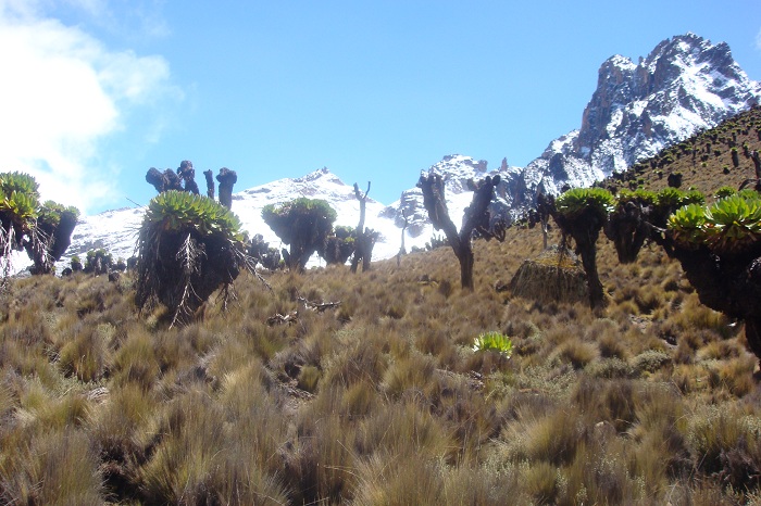 Mount Kenya Climbing YHA Kenya Travel Adventures.