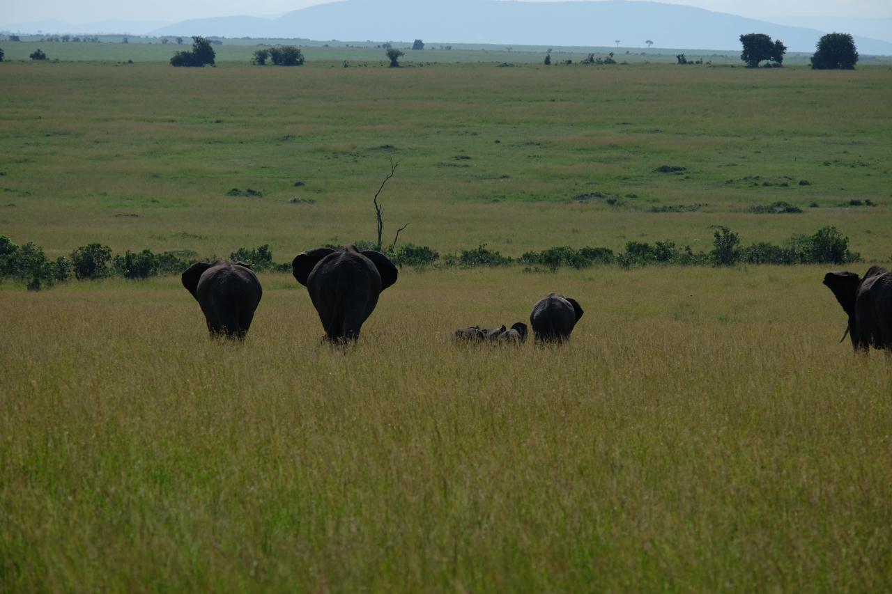Hot Air Balloon Safaris, Balloon Adventures in Masai Mara Kenya.