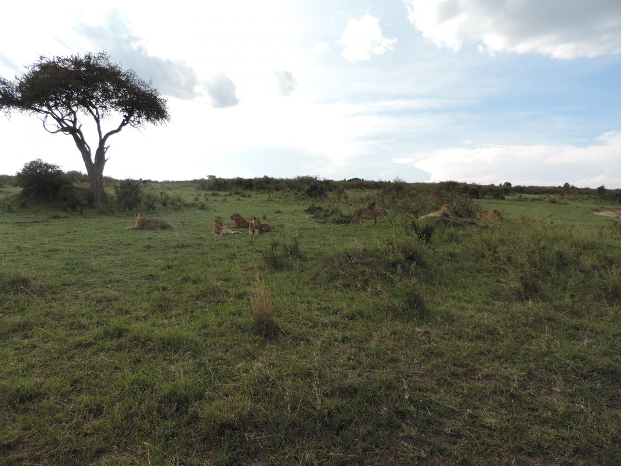 Kenya Adventure Safaris/ Kenya Holidays/Safari Bookings.