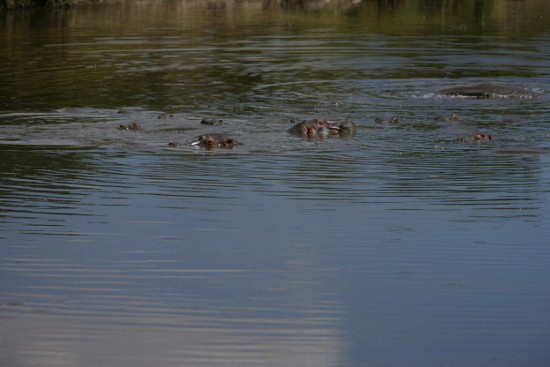 Hippos at Keekorok Lodge Dam