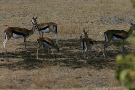 Gazelles/Safari Booking, Small Group Adventures, YHA Kenya Travel,  Guided Tours, Travel.