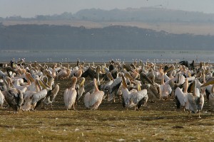 Flamingoes at Lake Nakuru