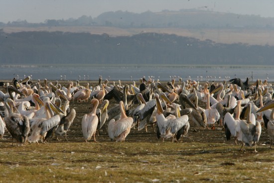 Flamingoes Kenya Adventure Safaris/YHA Kenya Travel Tours.