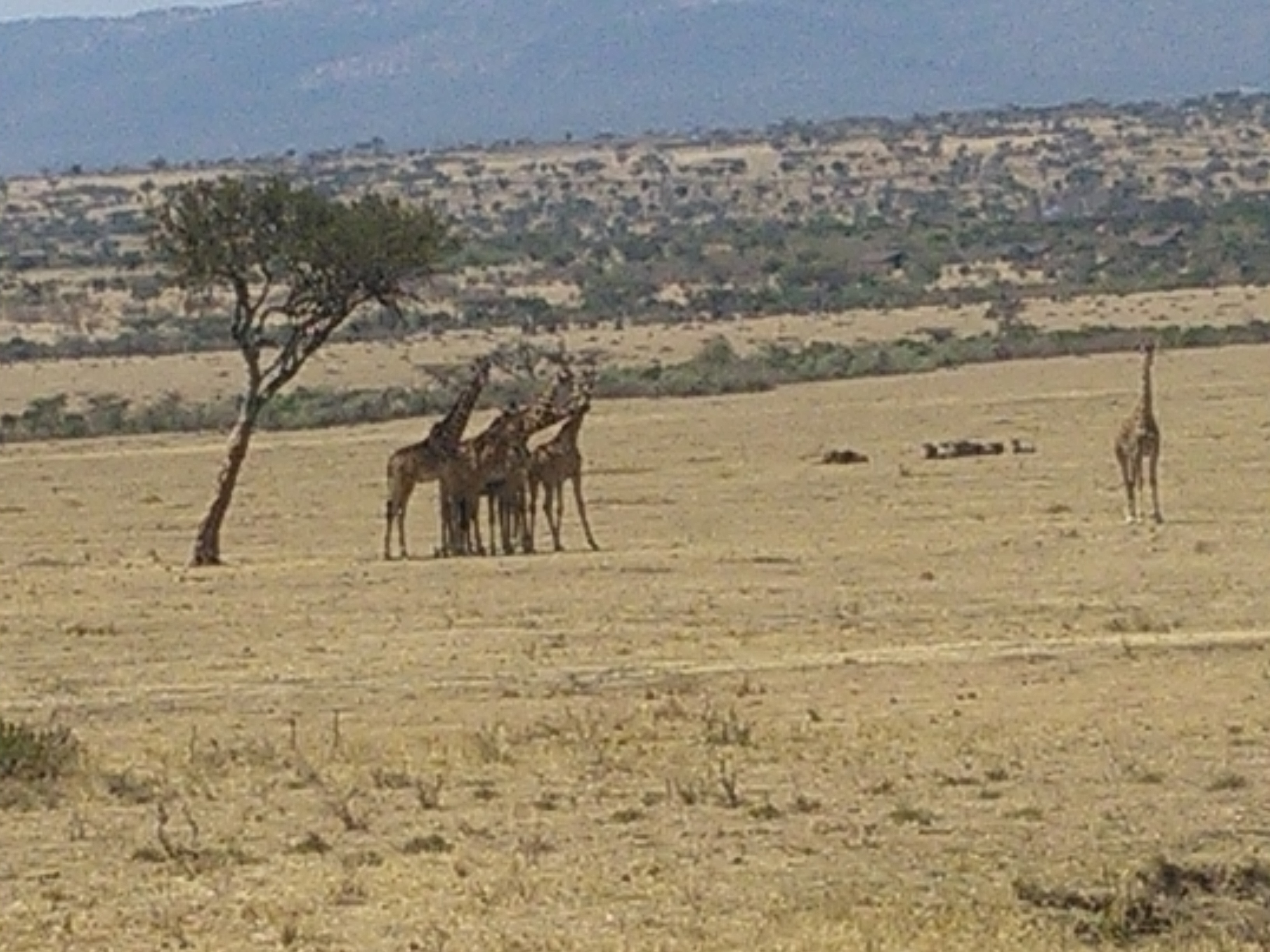 Kenya Adventure Safaris/ YHA Travel Budget Camping Safaris.