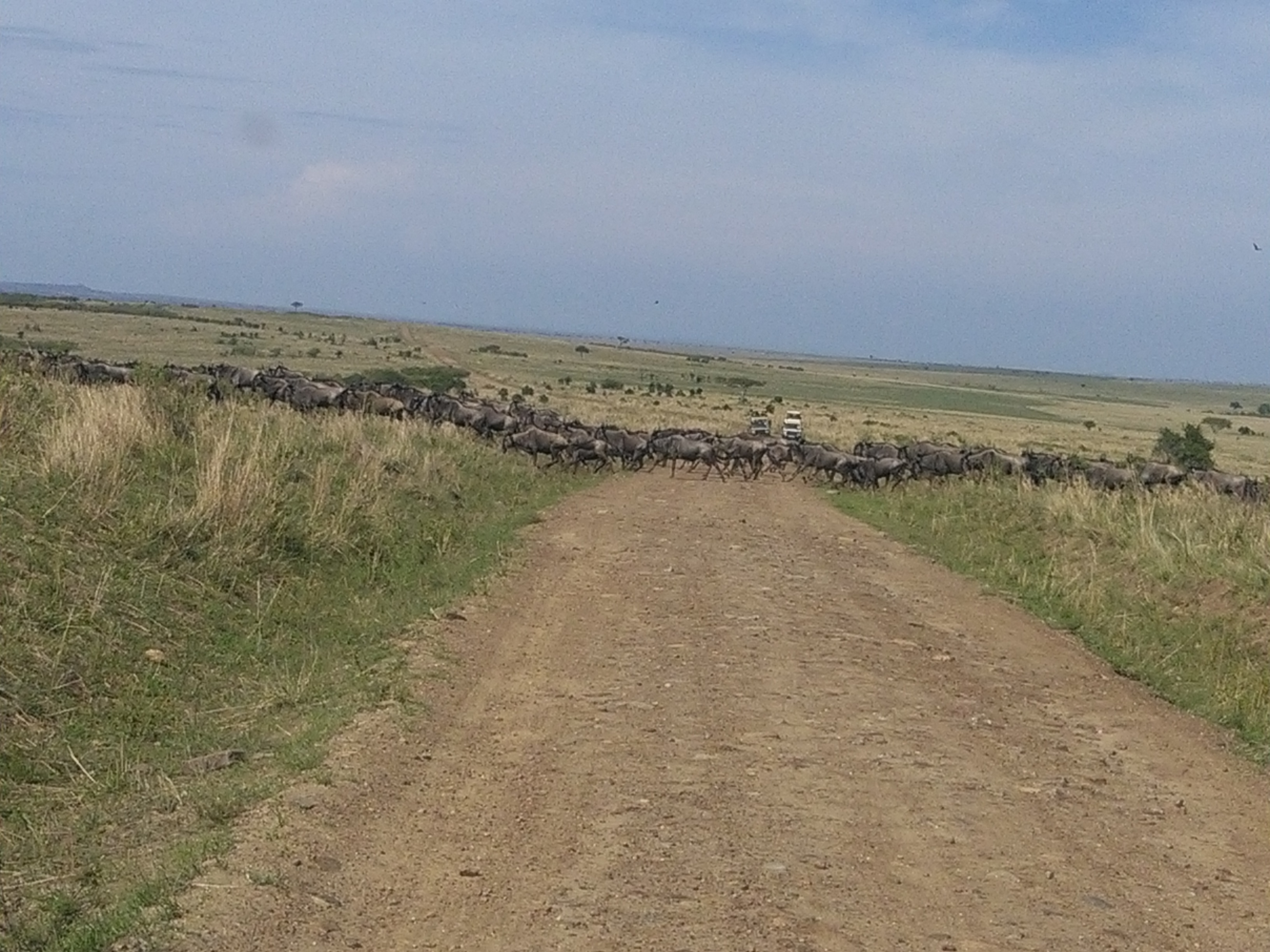 The great wildebeest migration in Masai Mara Safari.