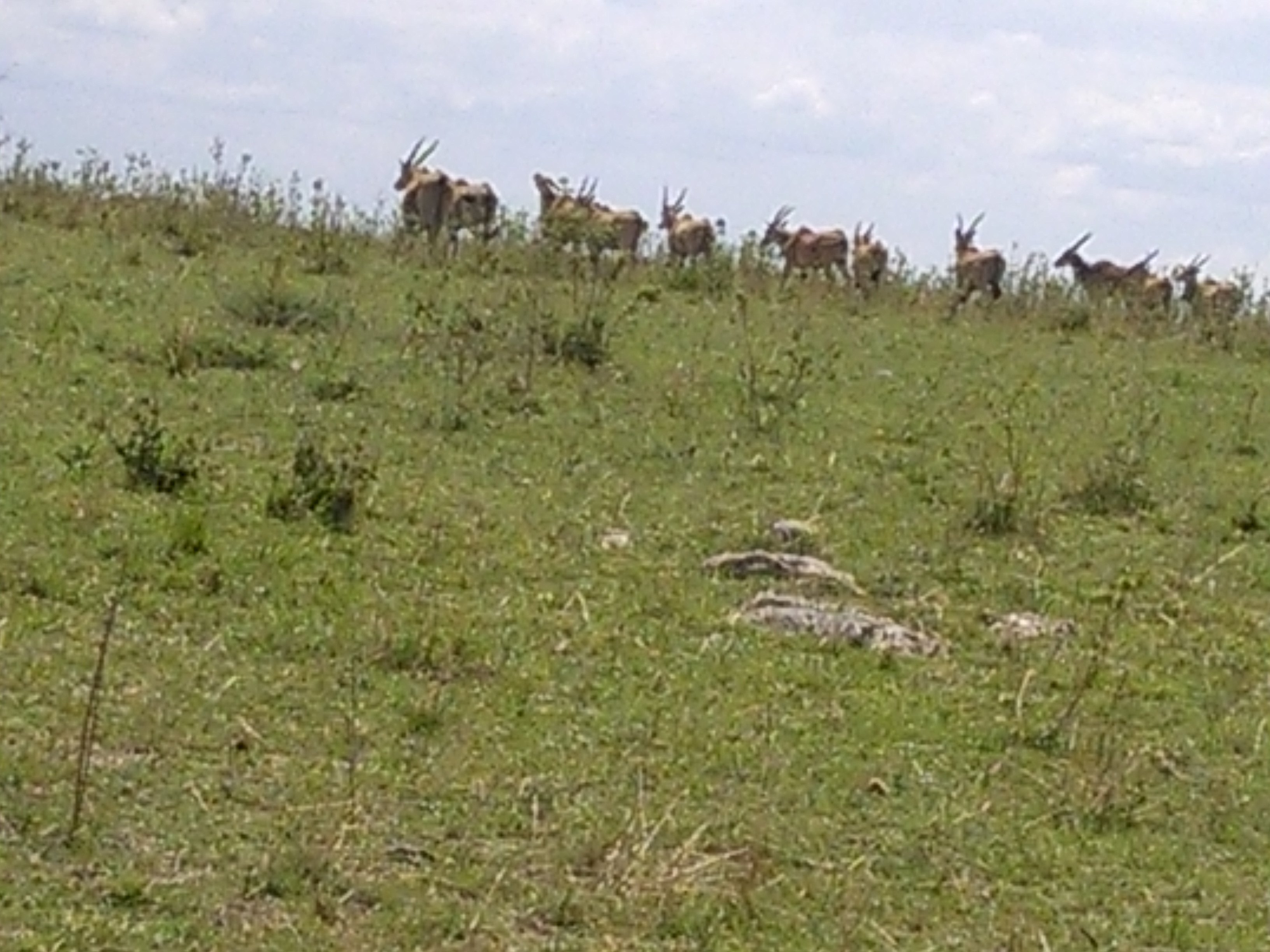 Wildebeest Migration Safari, YHA Kenya Travel Masai Mara Package.