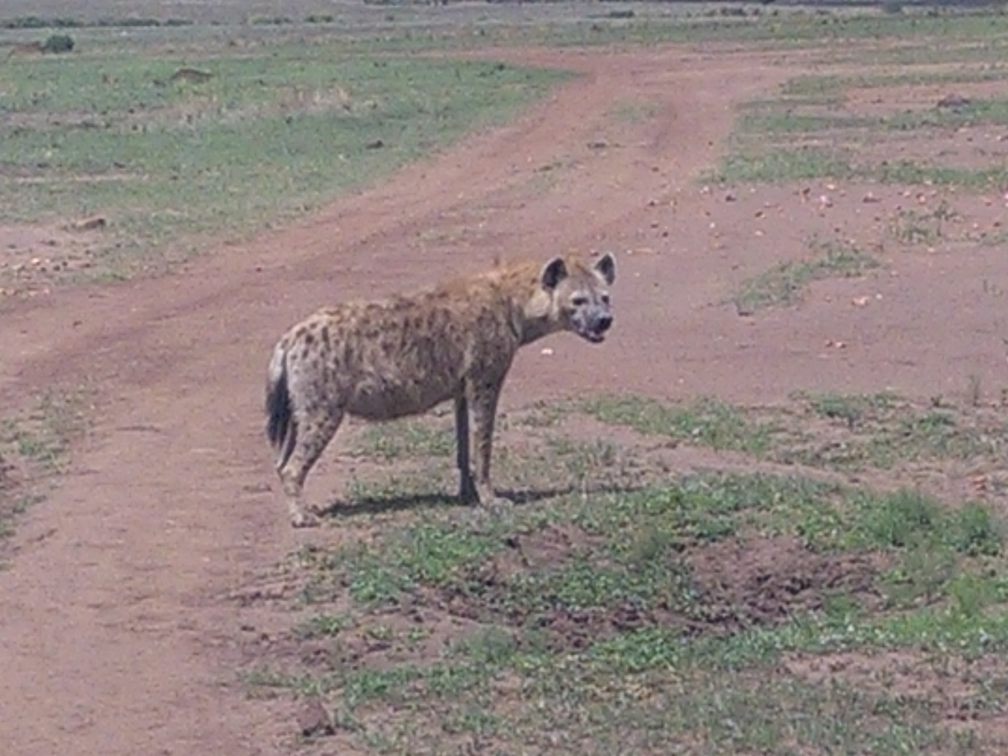 Masai Mara Safari /YHA Kenya Travel Tours/Kenya Safaris Experience Package.