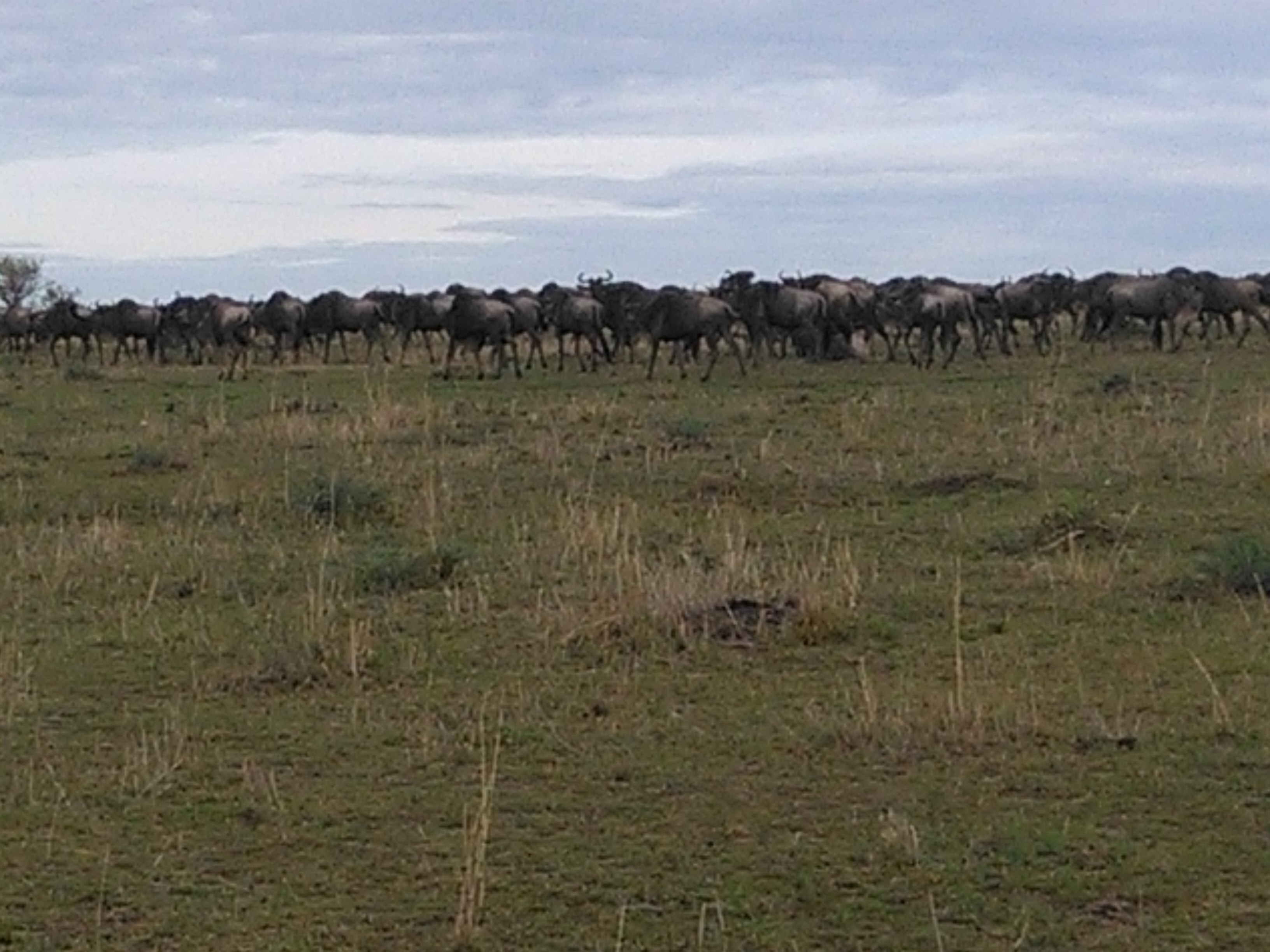 Wildebeest Migration Safari Bookings, YHA Kenya Travel , Masai Mara Tour Package.