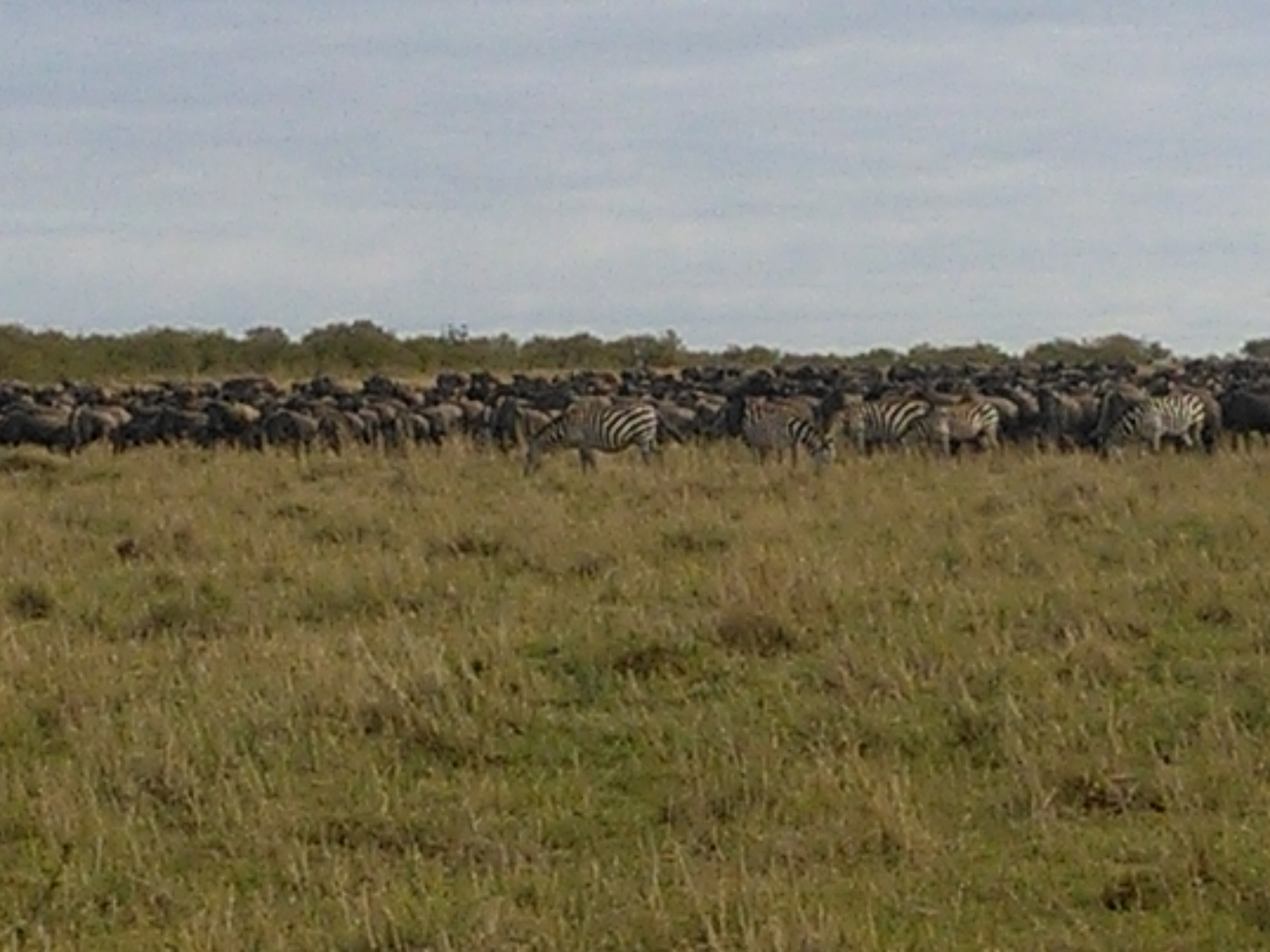 Great Kenya Wildebeest Migration Safari, YHA Kenya Travel , Masai Mara Safaris Package.