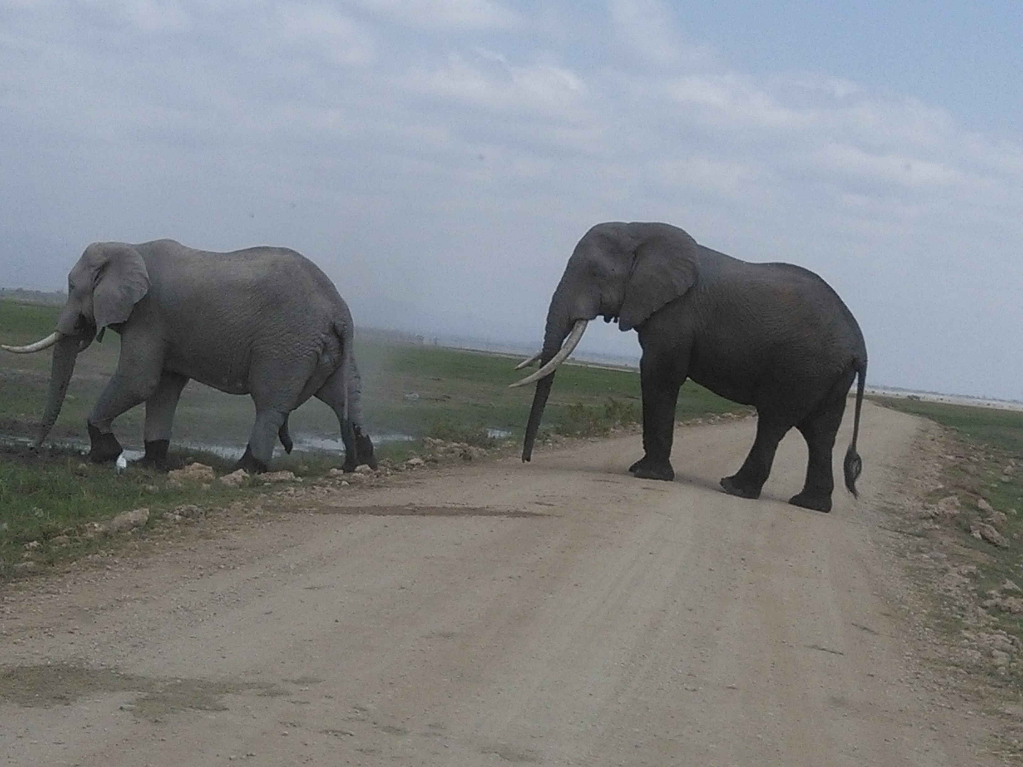 Budget Kenya Safari Tours /YHA Kenya Travel Wildlife Safaris Package.