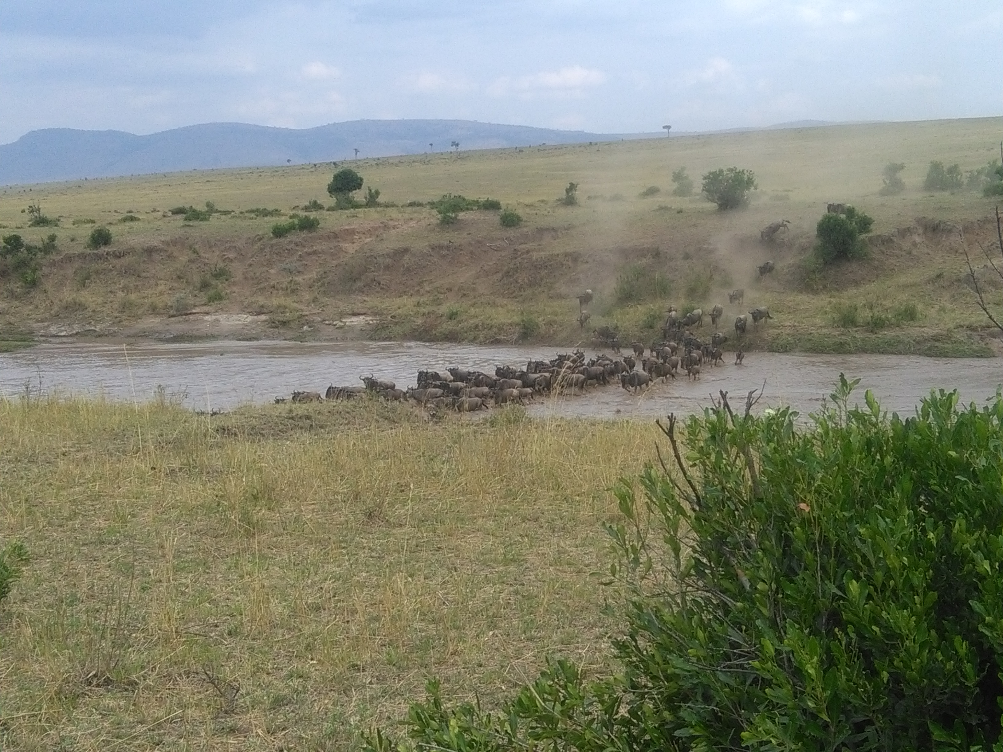 Kenya Wildebeest Migration Safari, YHA Kenya Travel Package.