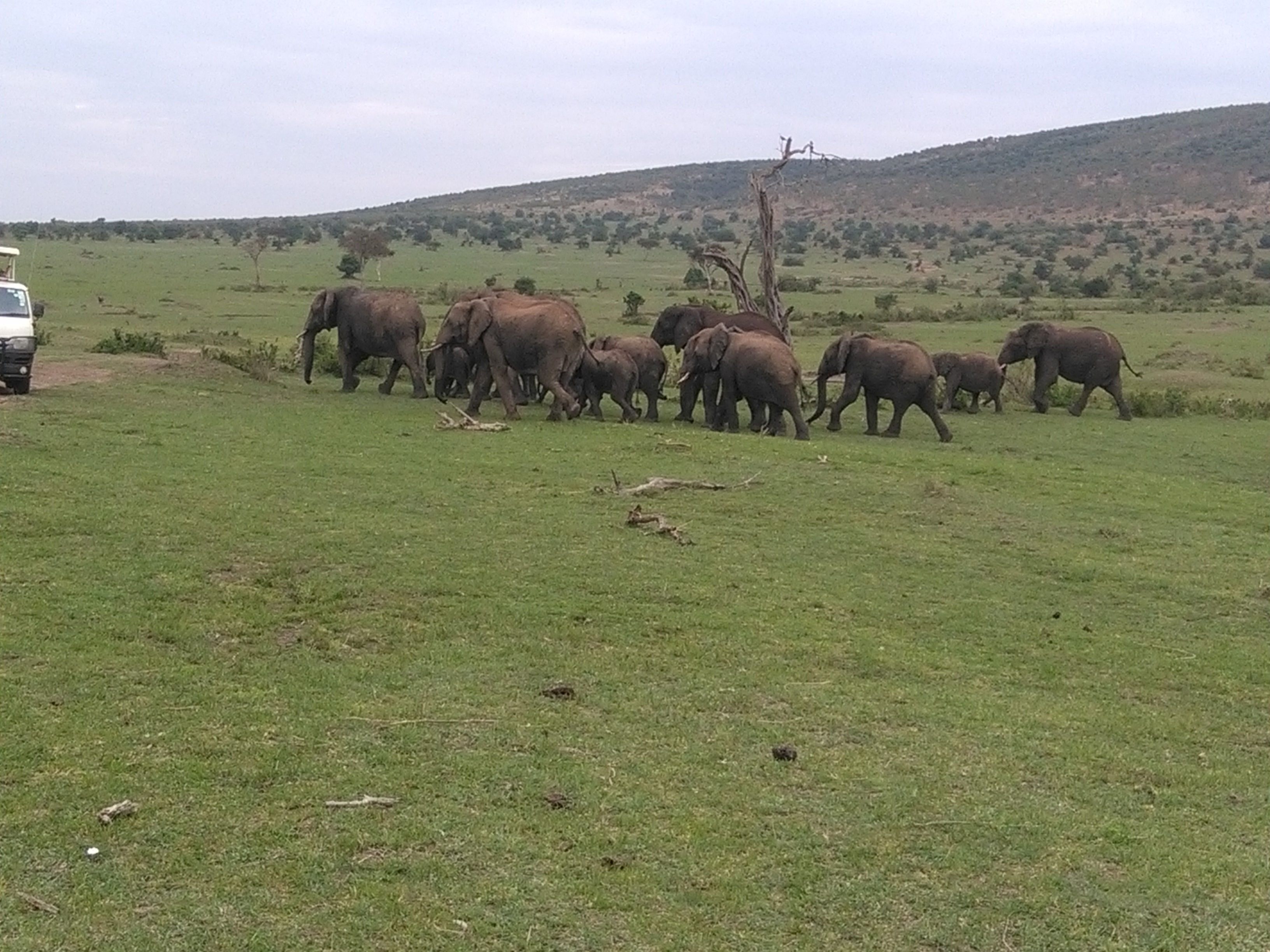 Big Five Animals, Kenya Wildebeest Migration Safari, YHA Kenya Travel Package.