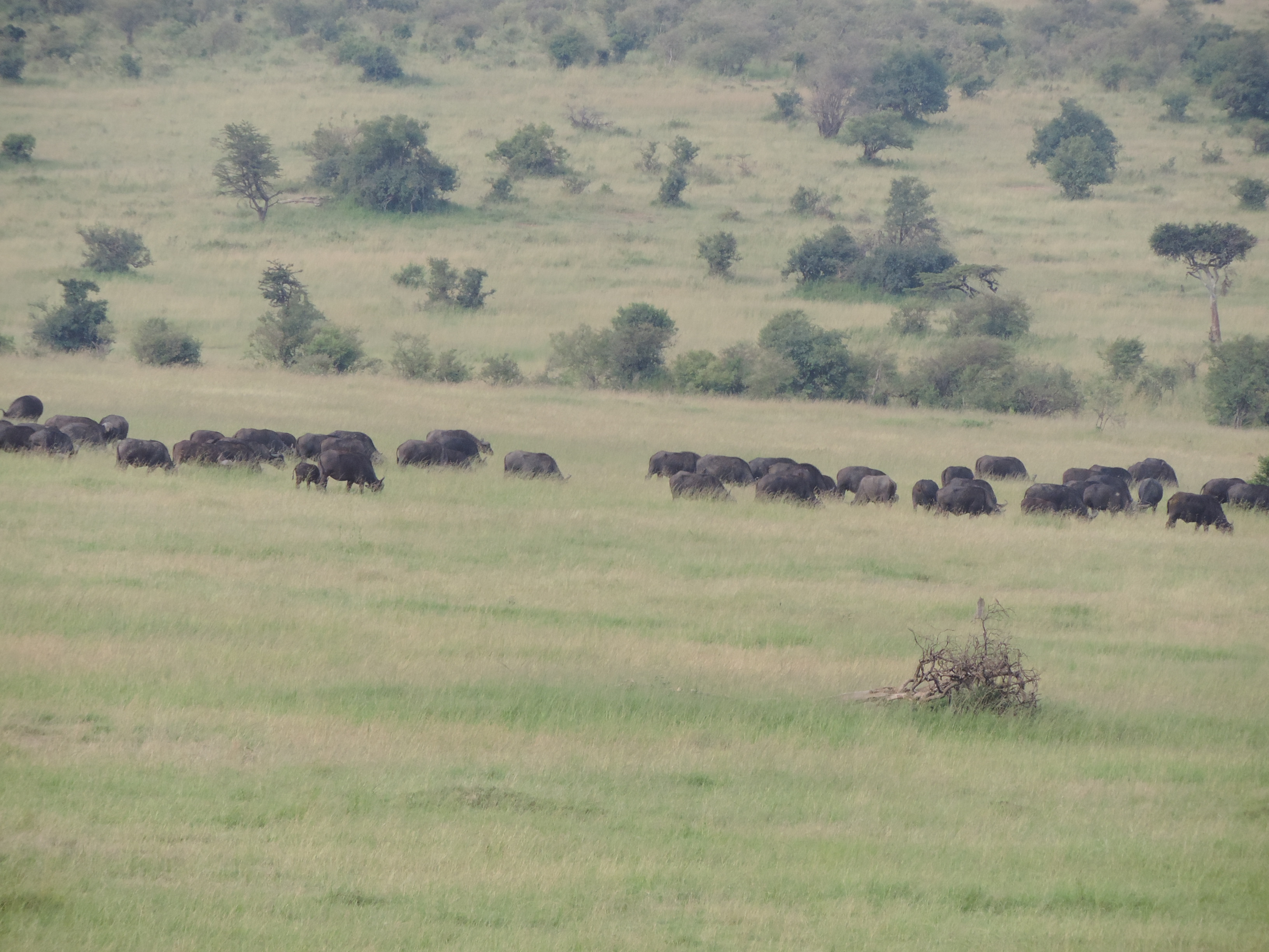 Kenya Adventure Safaris, YHA Kenya Travel,Masai Mara Tours.
