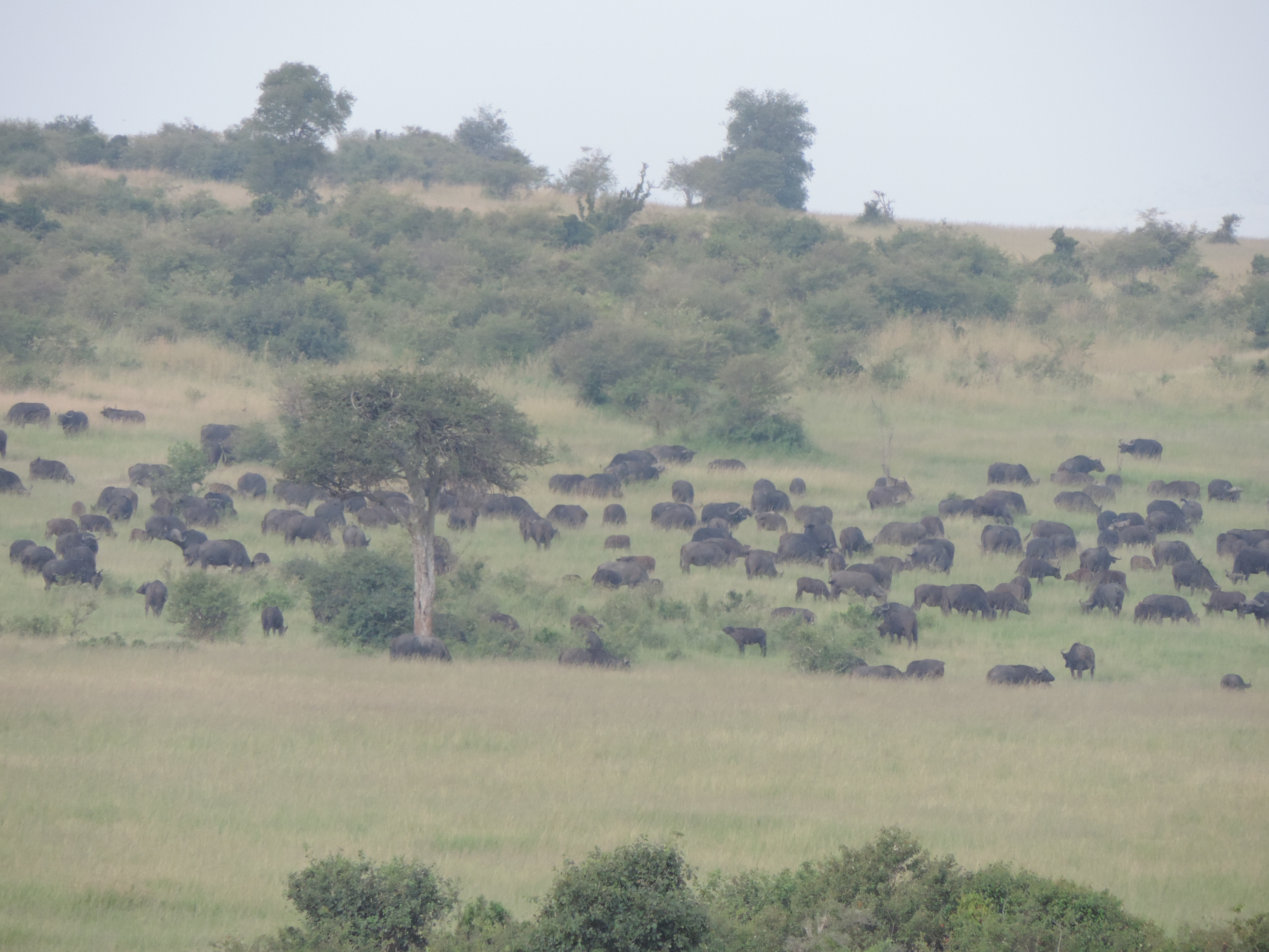 The Big Five Animals, Kenya Adventure Safaris, YHA Kenya Travel,Masai Mara Tours.