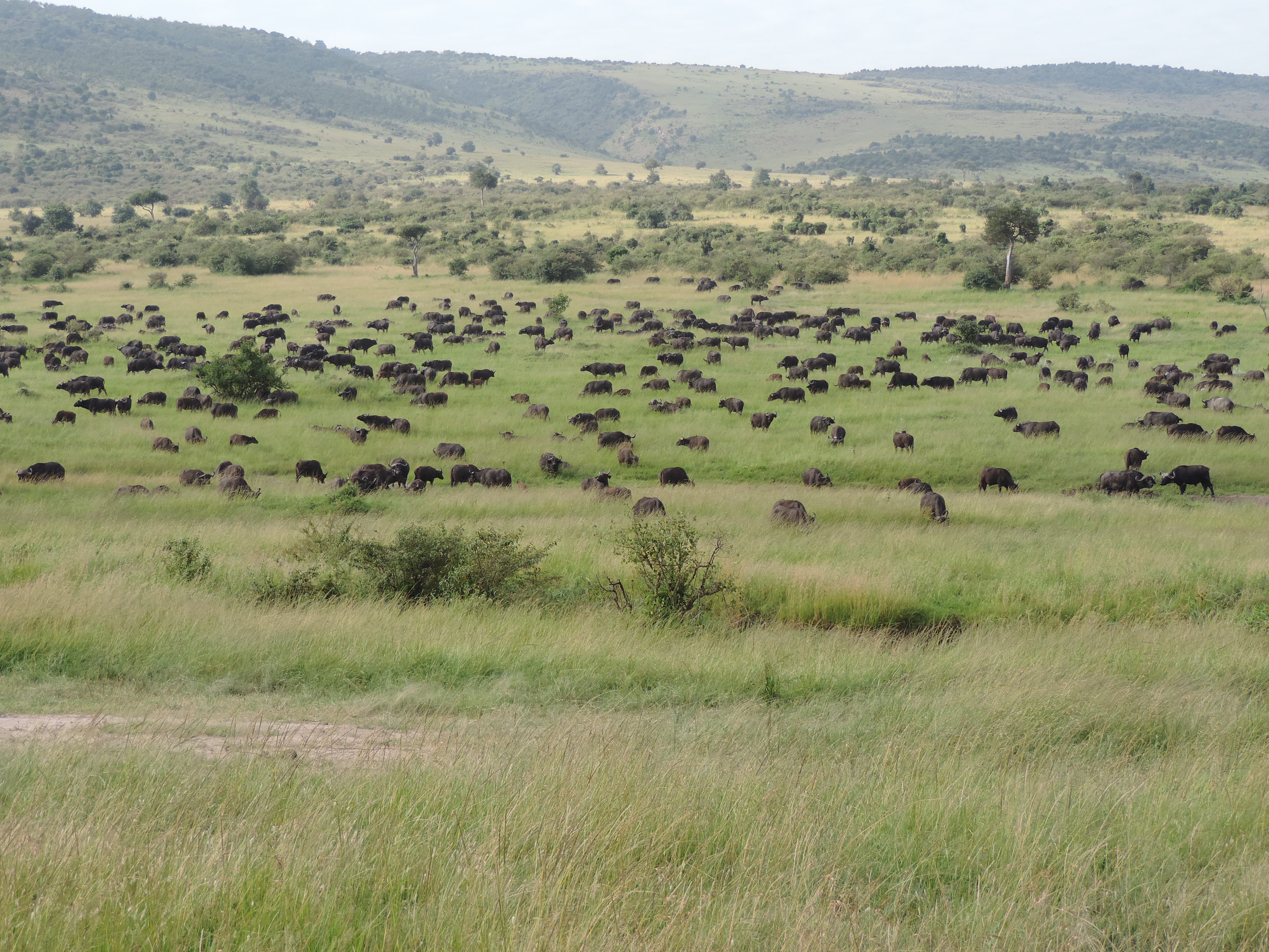 The Big Five, Kenya Adventure Safaris, Budget Travel,Masai Mara Tours.