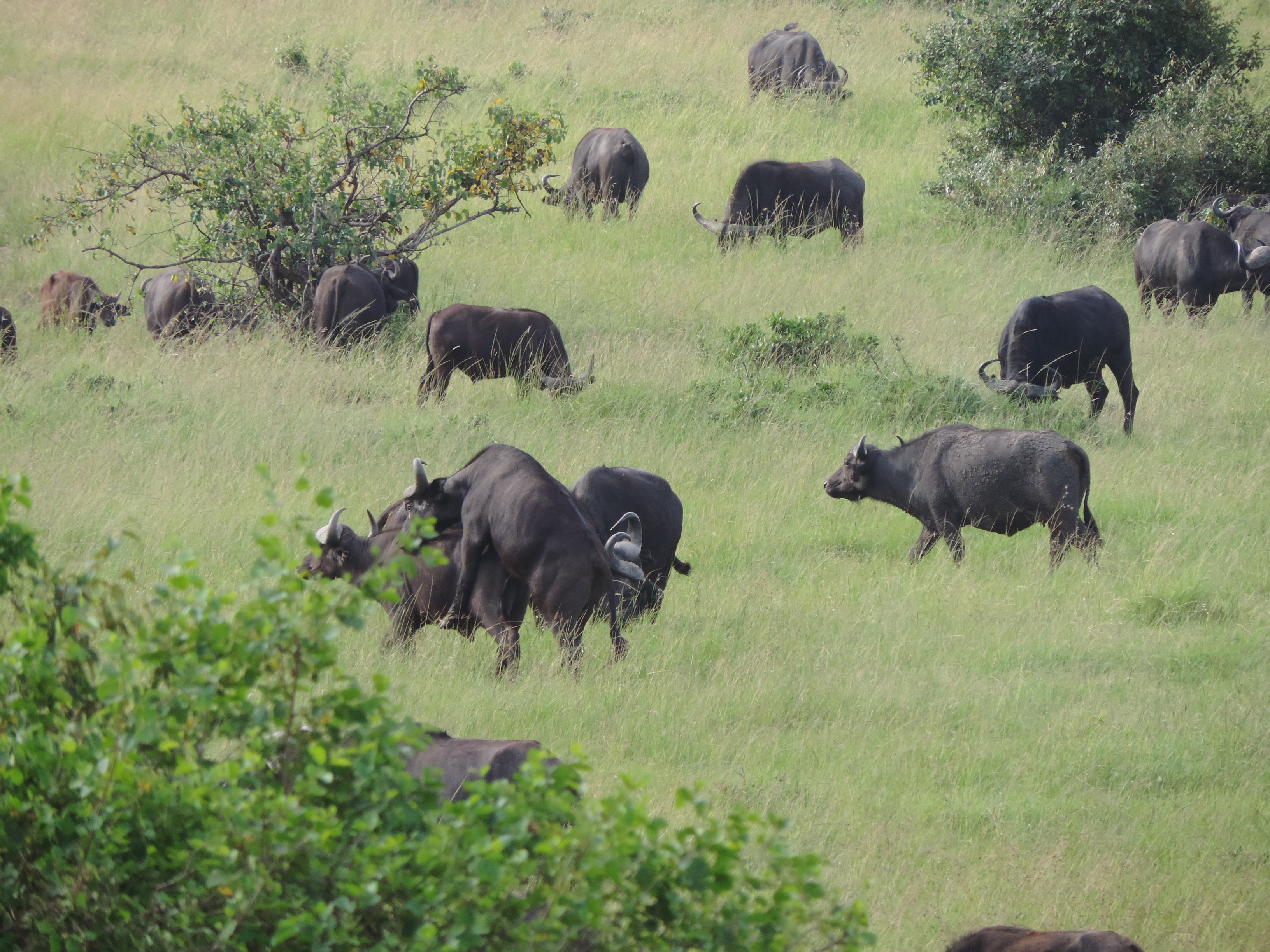 The Big Five Safari Bookings, YHA Kenya Travel,Masai Mara Tours.