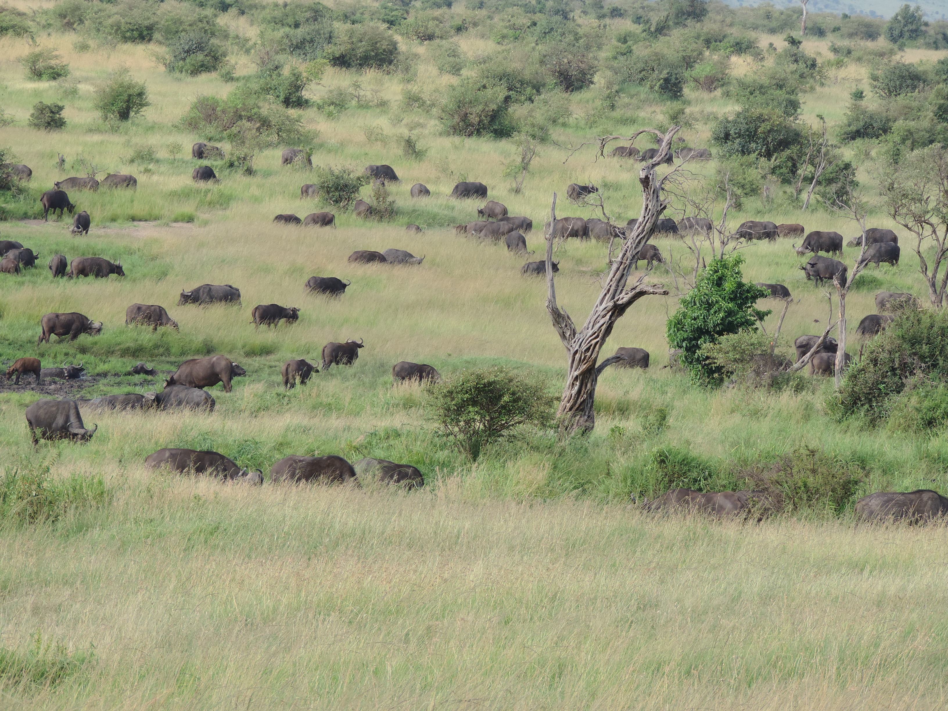 Active Kenya Adventure Safaris, YHA Kenya Travel,Masai Mara Budget Tours.