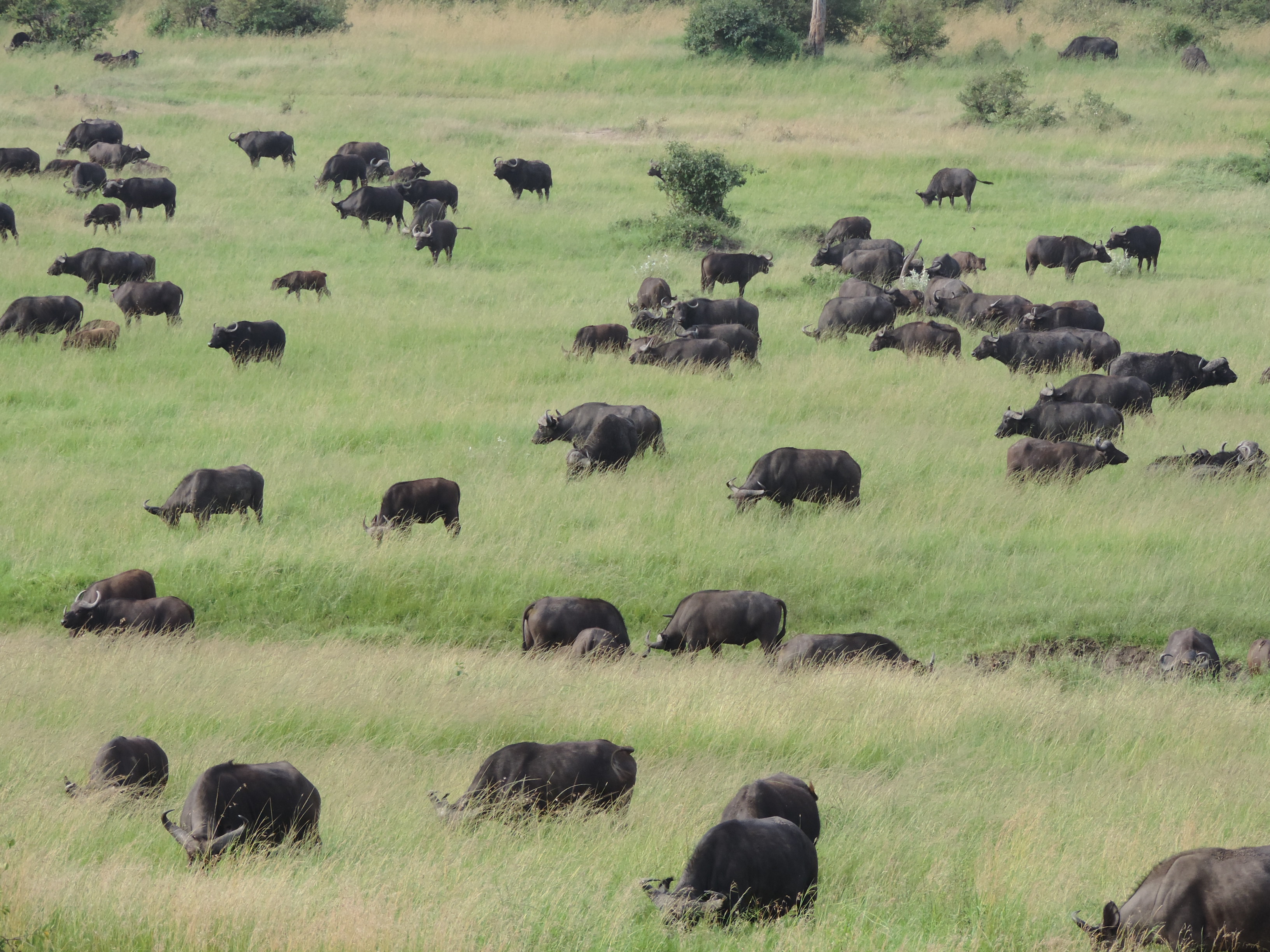  The Big Five, Kenya Adventure Safaris, YHA Kenya Travel,Masai Mara Tours.