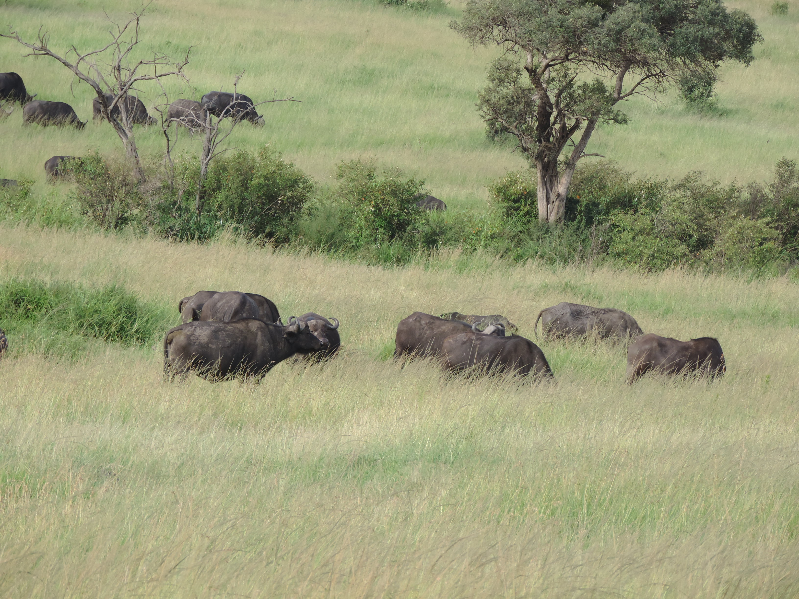 Epic Active Kenya Adventure Safaris, YHA Kenya Travel,Masai Mara Budget Tours.