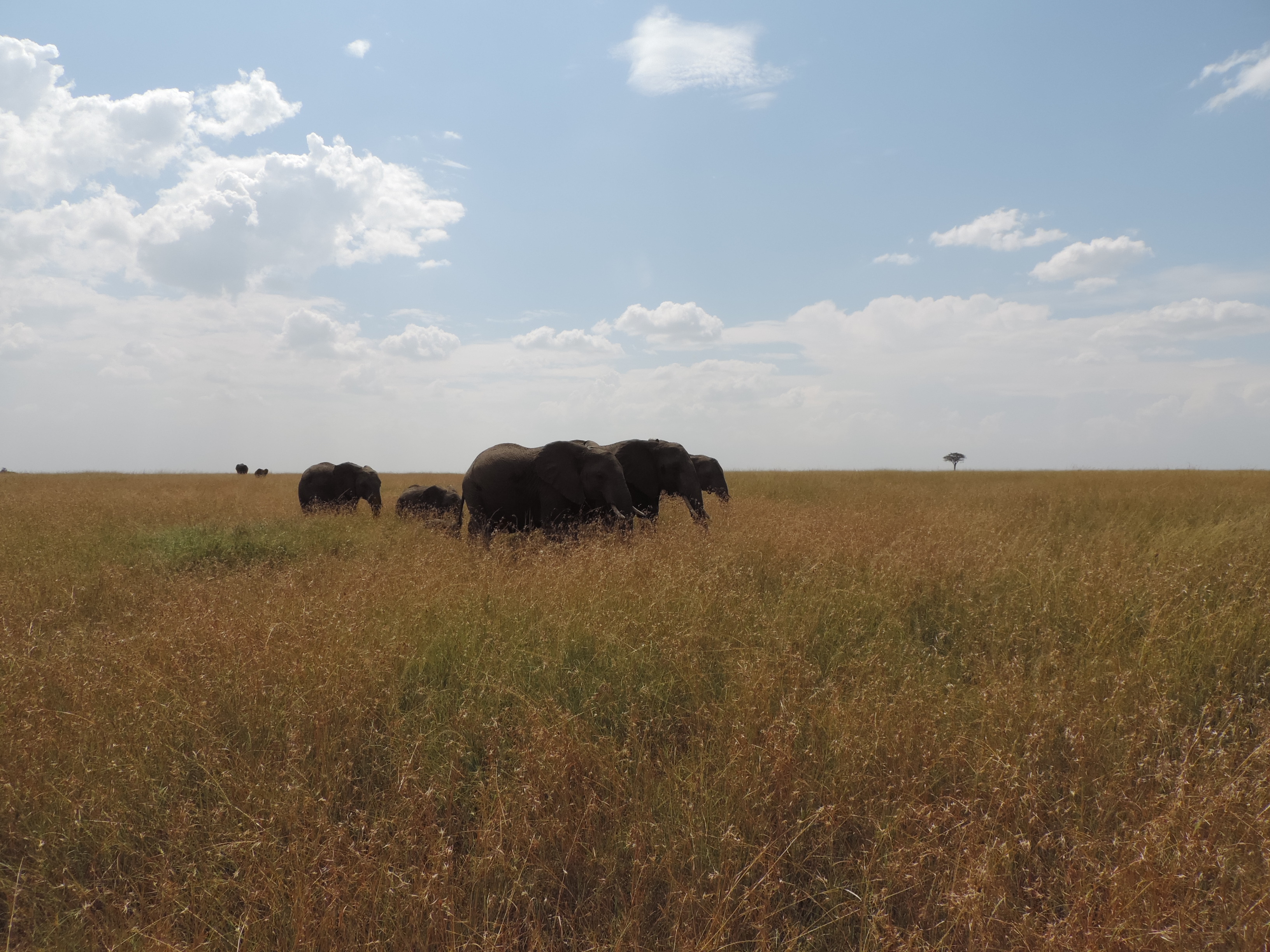 The Big Five, Kenya Budget Adventure Camping Safaris, Masai Mara Tours.