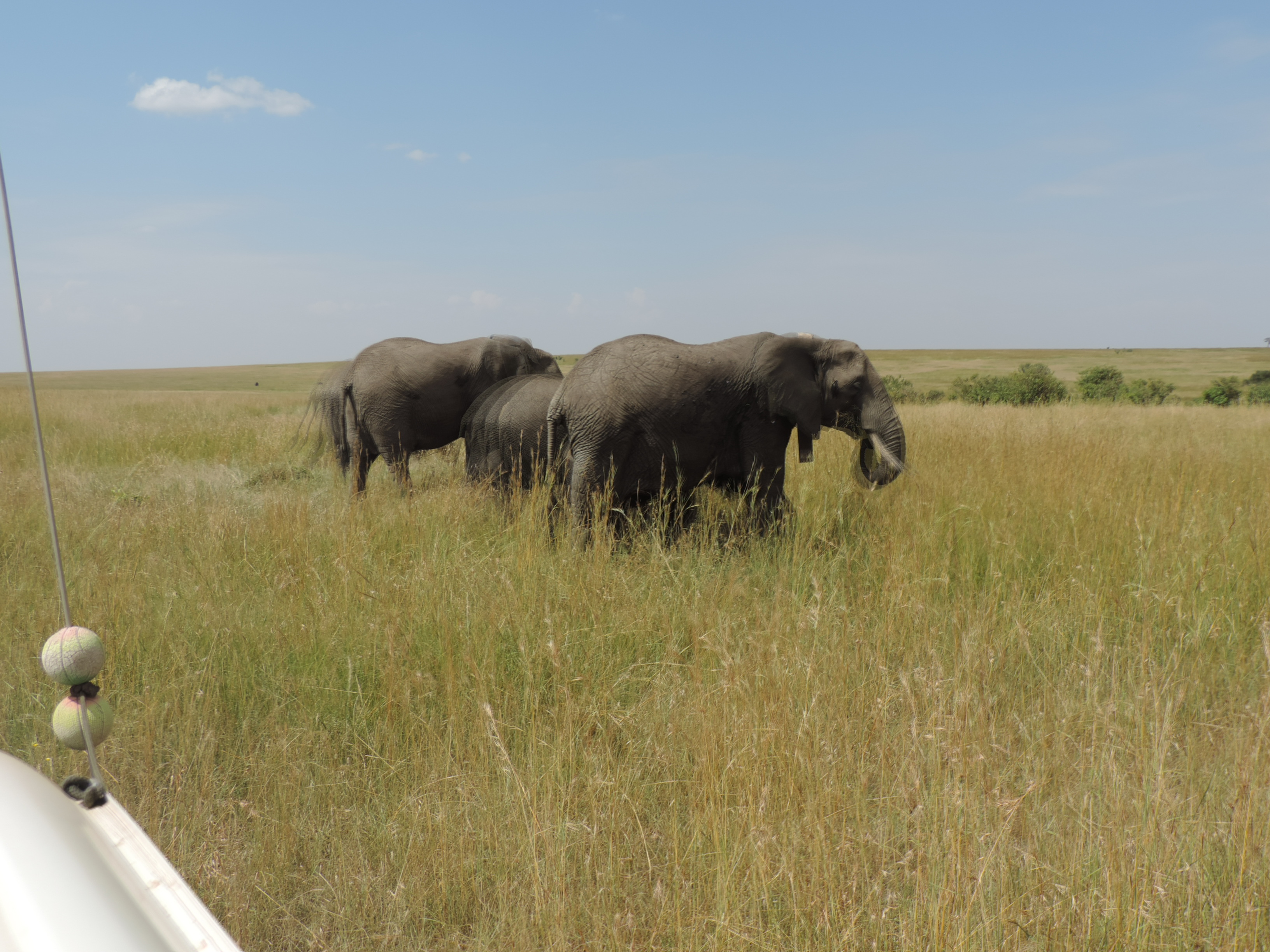 The Big Five, Kenya Adventure Safaris Bookings/ YHA Kenya Travel Tours.