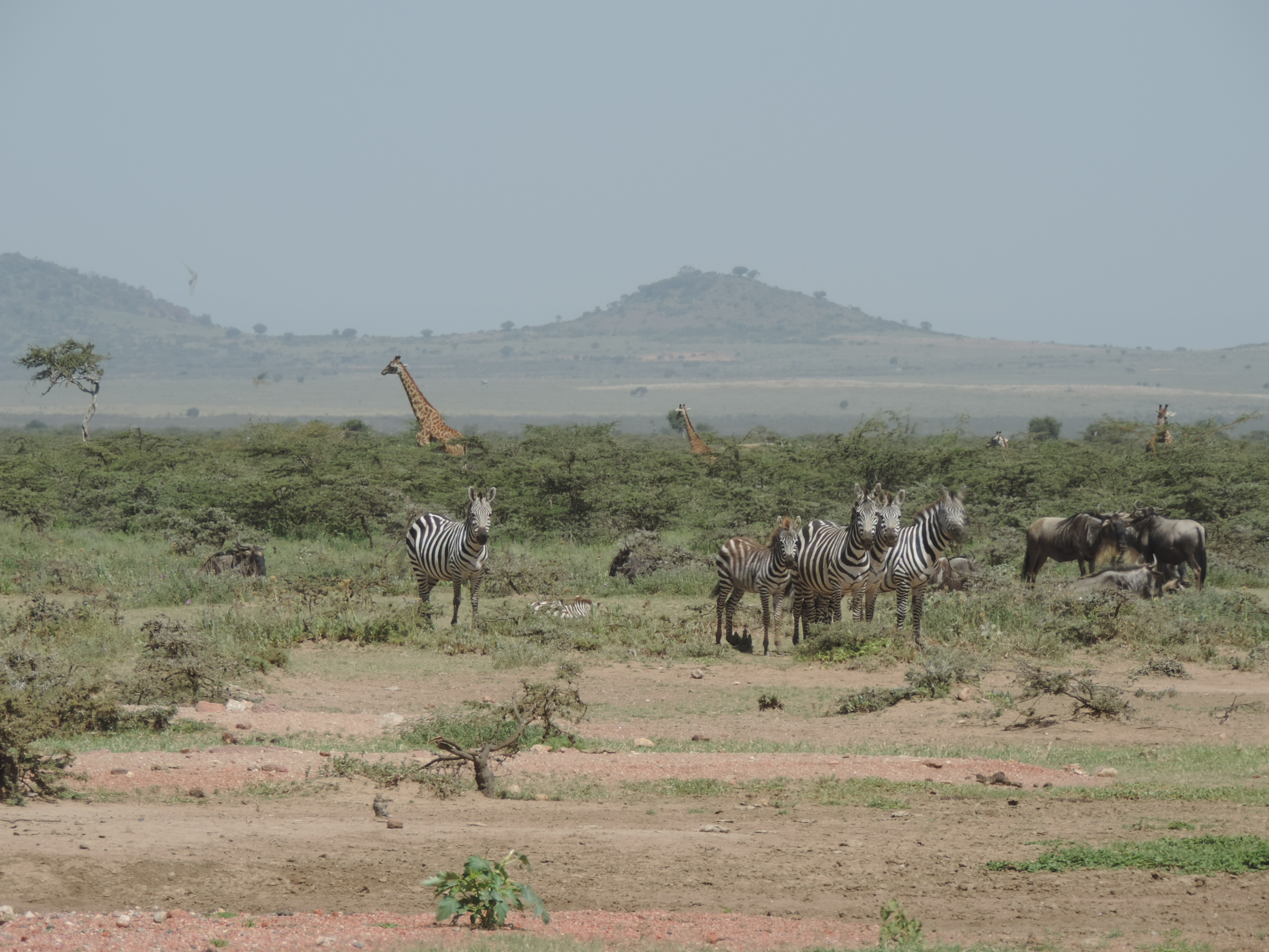 Masai mara 2016 734