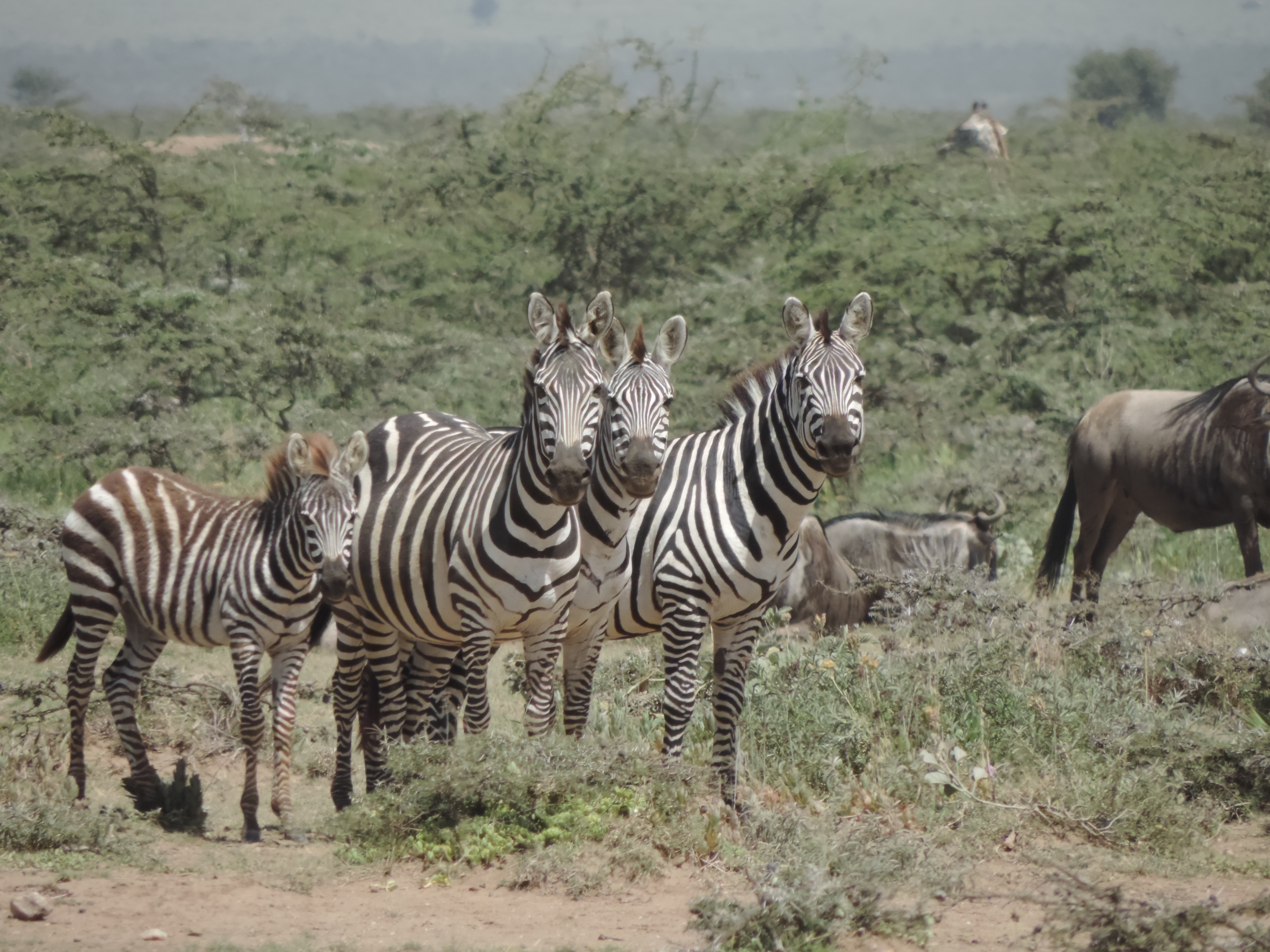 Kenya Adventure Safaris, YHA Kenya Travel,Masai Mara Budget Tours.