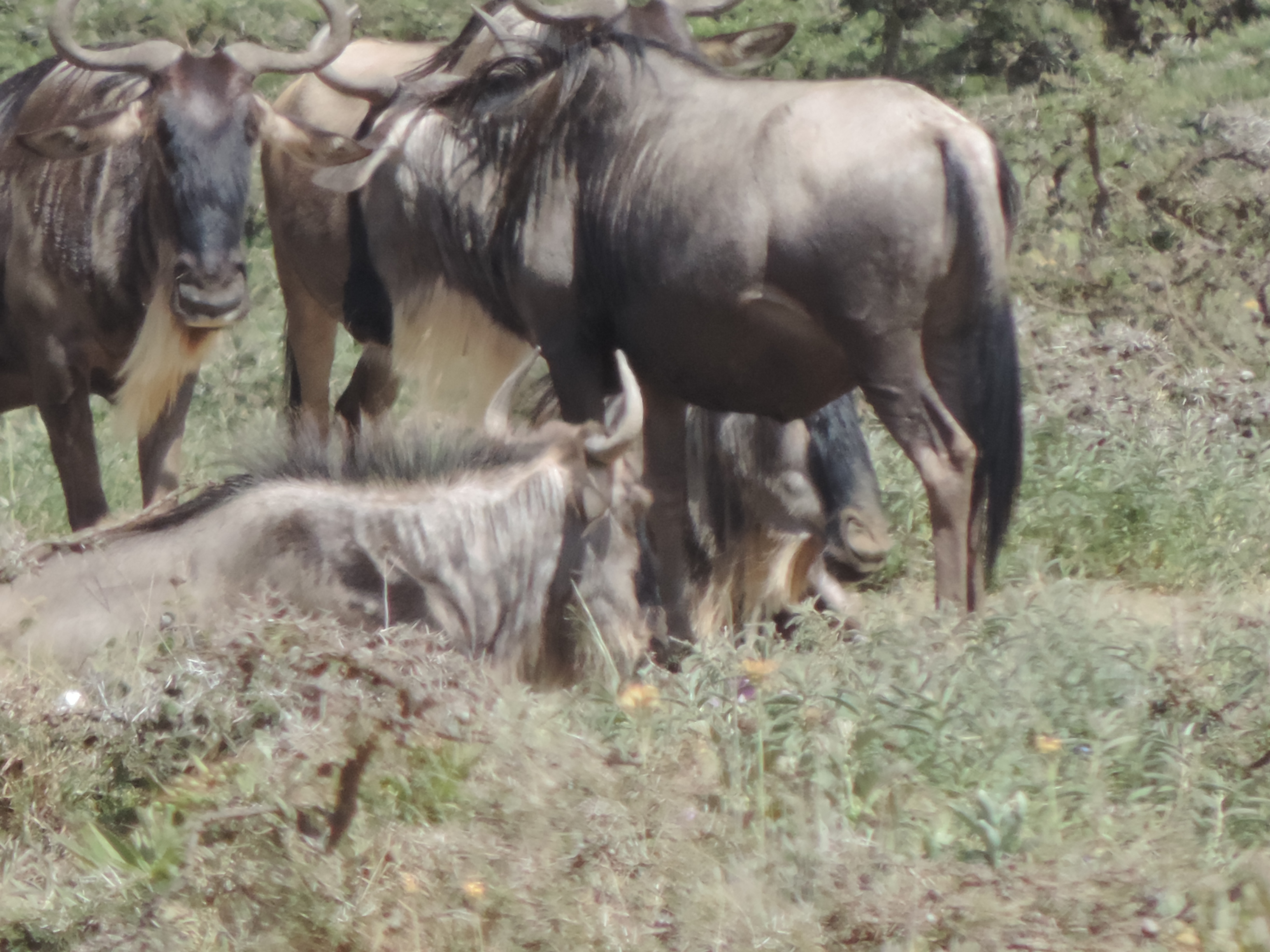 Wildebeest,Kenya Adventure Safaris, YHA Kenya Travel Budget Tours.