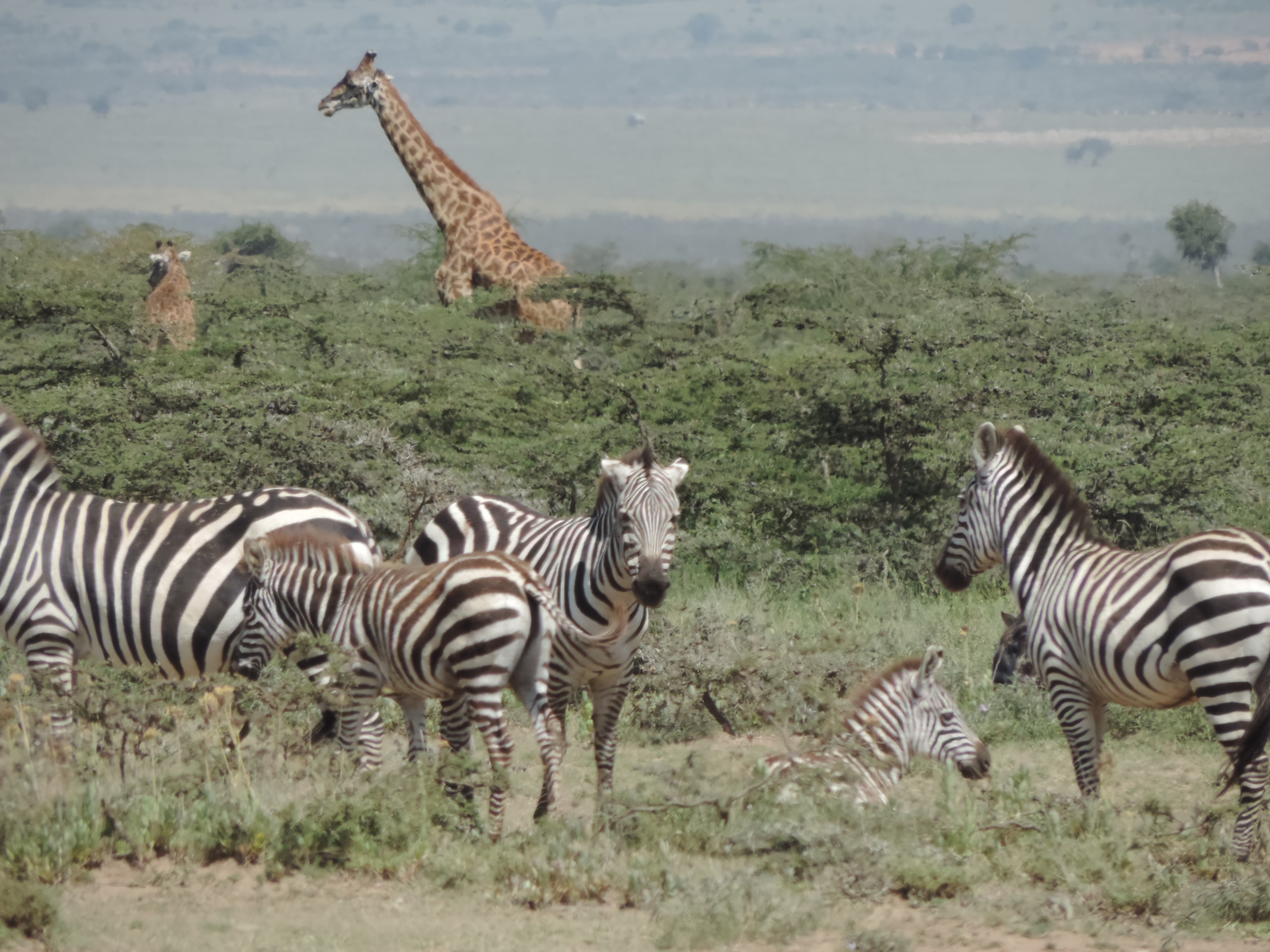 YHA Kenya Travel Tours And Safaris- Kenya Adventure Budget Camping.