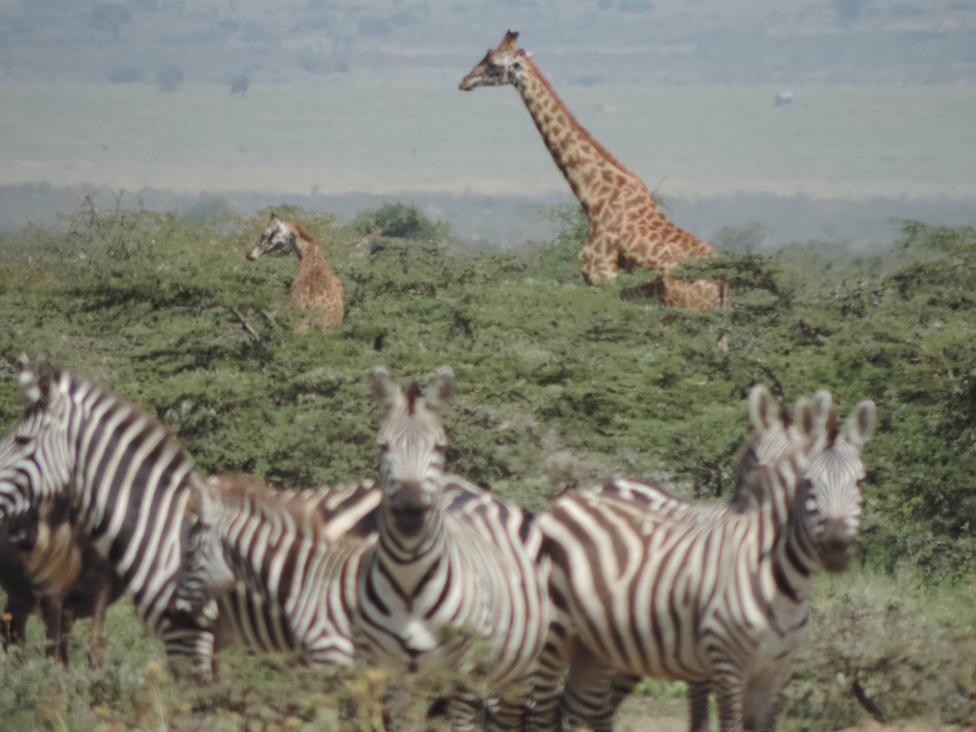 Kenya Adventure Safaris, Masai Mara Budget Tours.