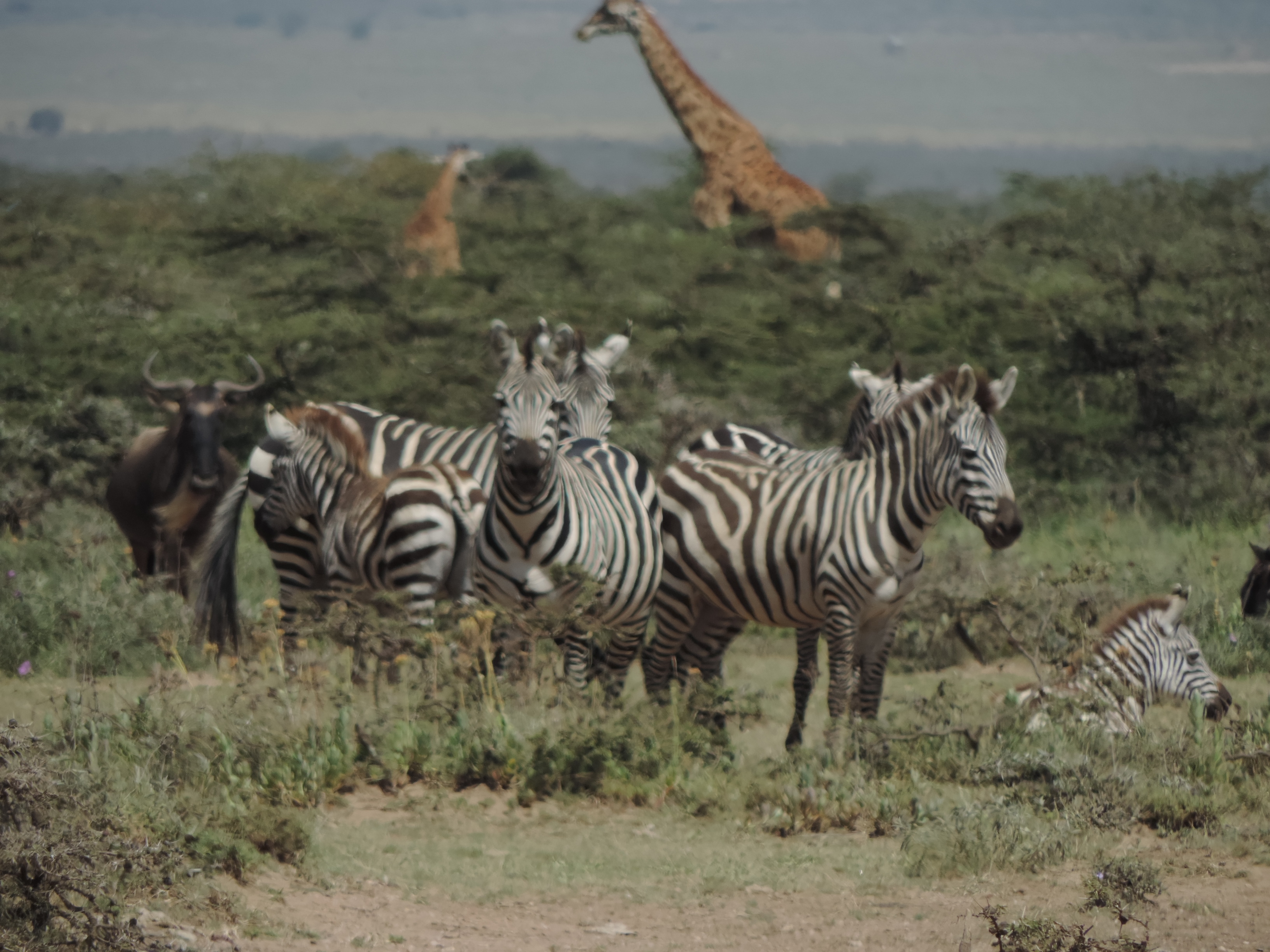 Kenya Adventure Safaris, Masai Mara Budget Camping Tours.