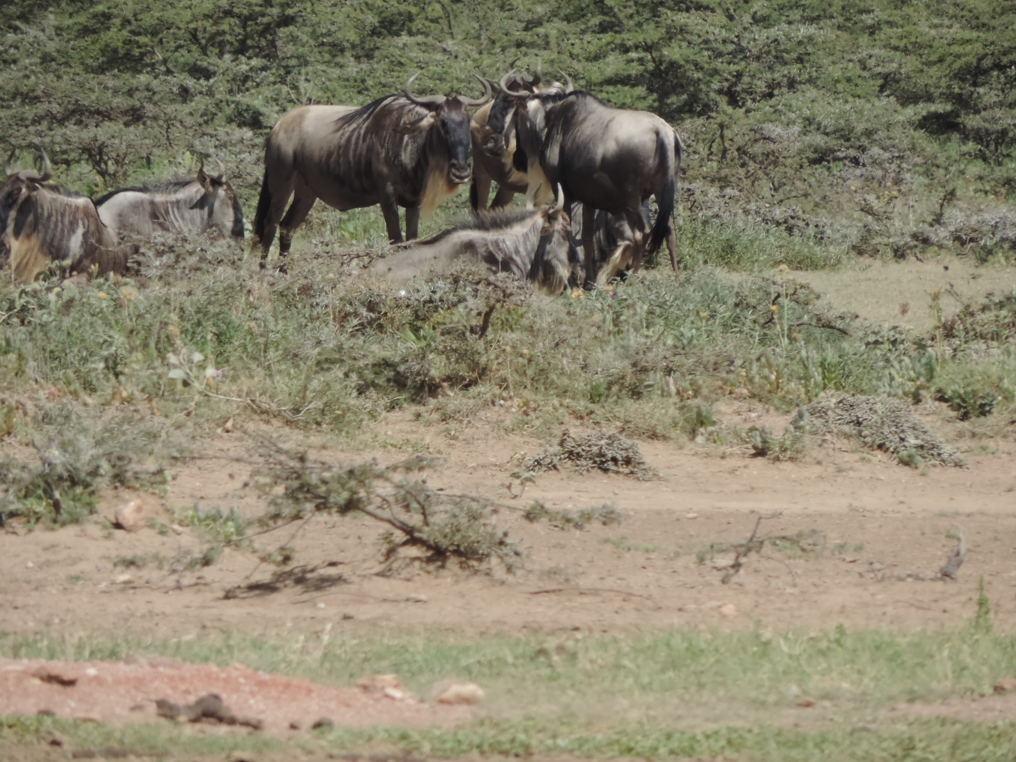 Masai mara 2016 743