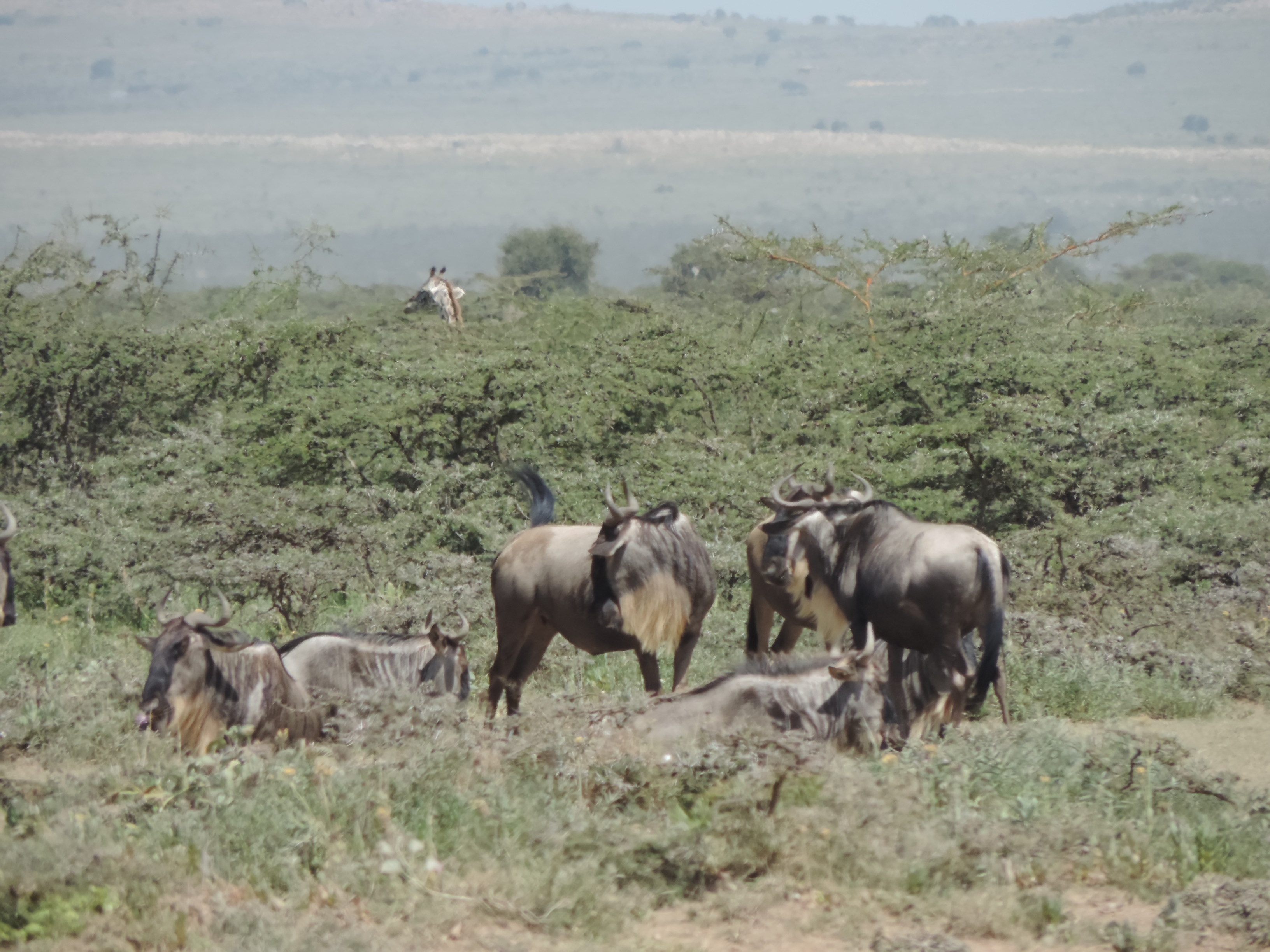 Wildebeest,YHA Kenya Travel,Masai Mara Budget Tours.