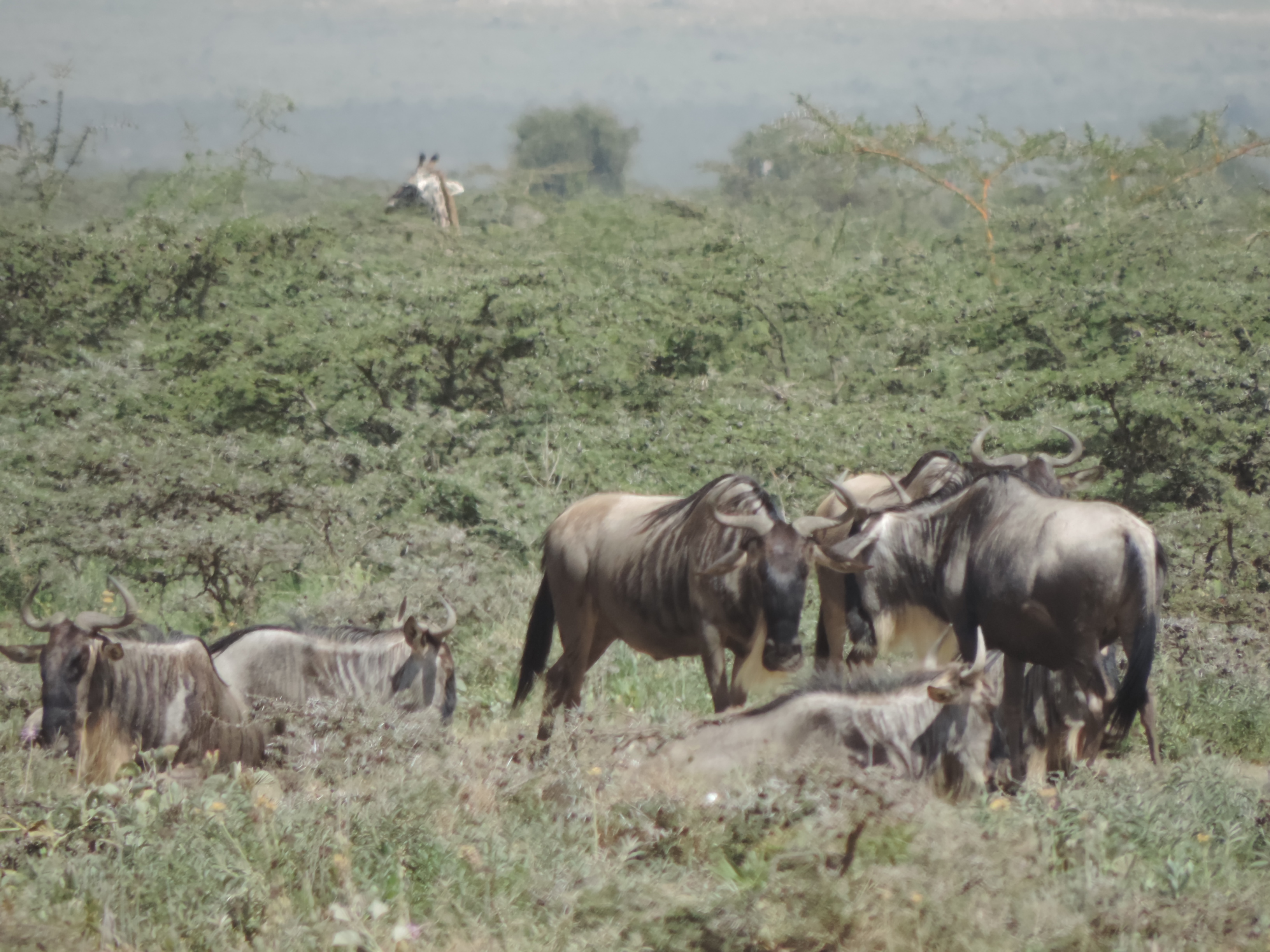 Wildebeest,Kenya Adventure Safaris, Masai Mara Budget Camping Tours.