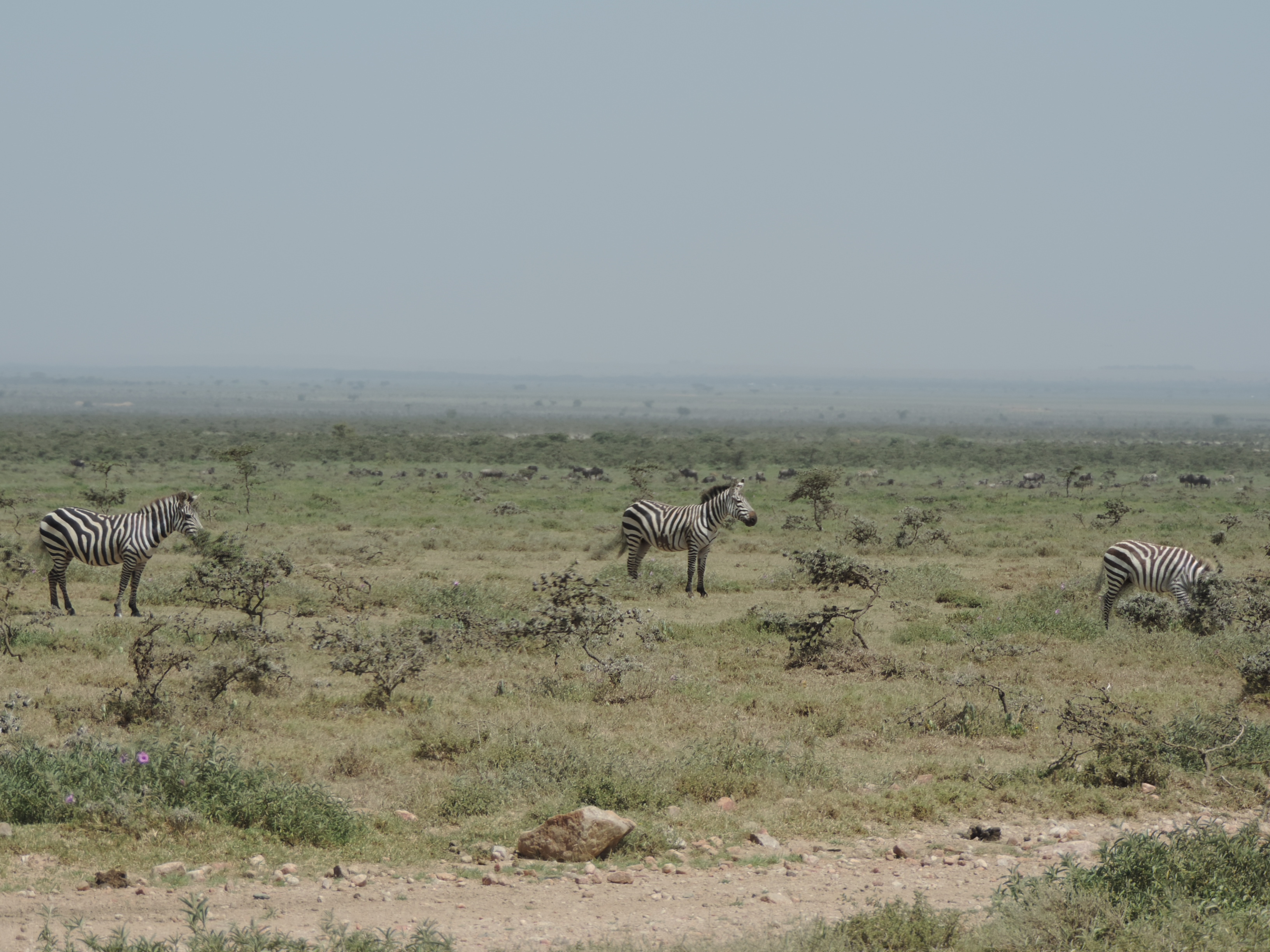 Masai mara 2016 746