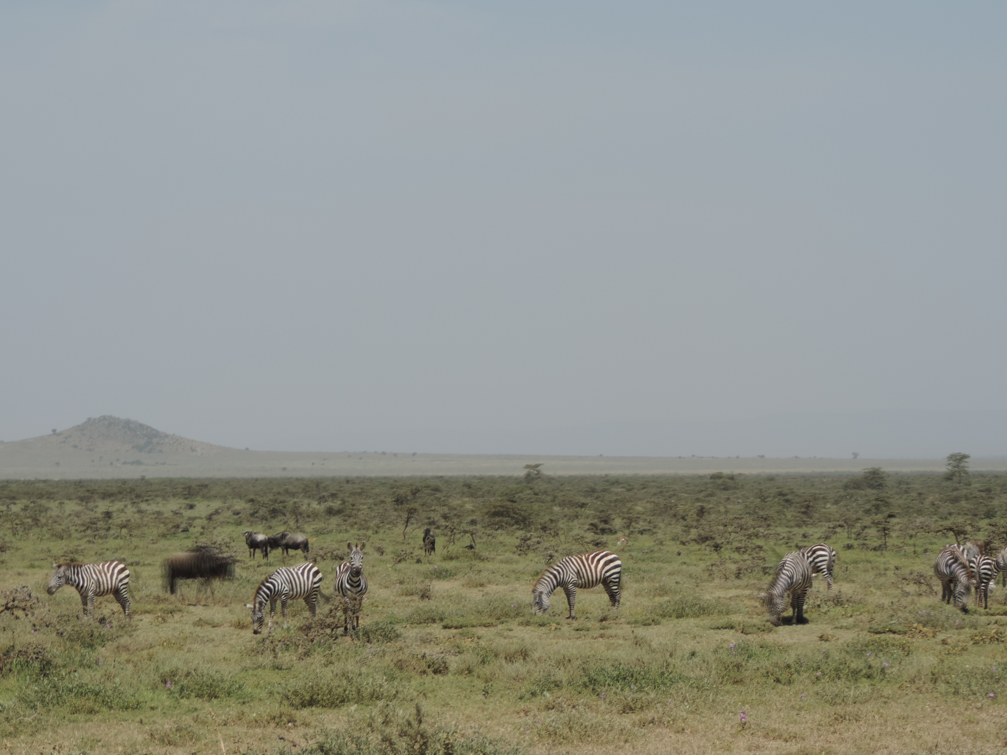 Masai mara 2016 747