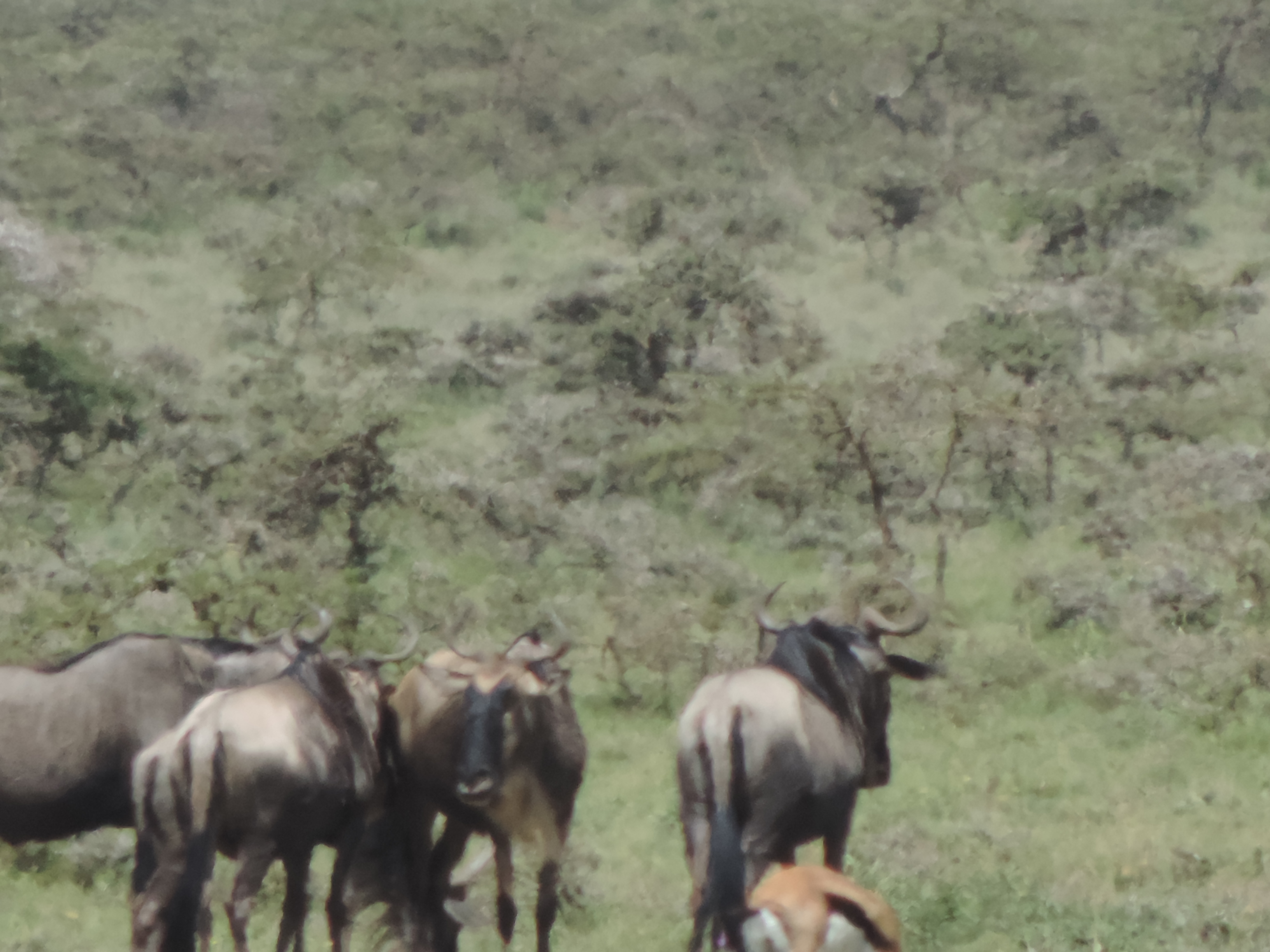 Masai mara 2016 748