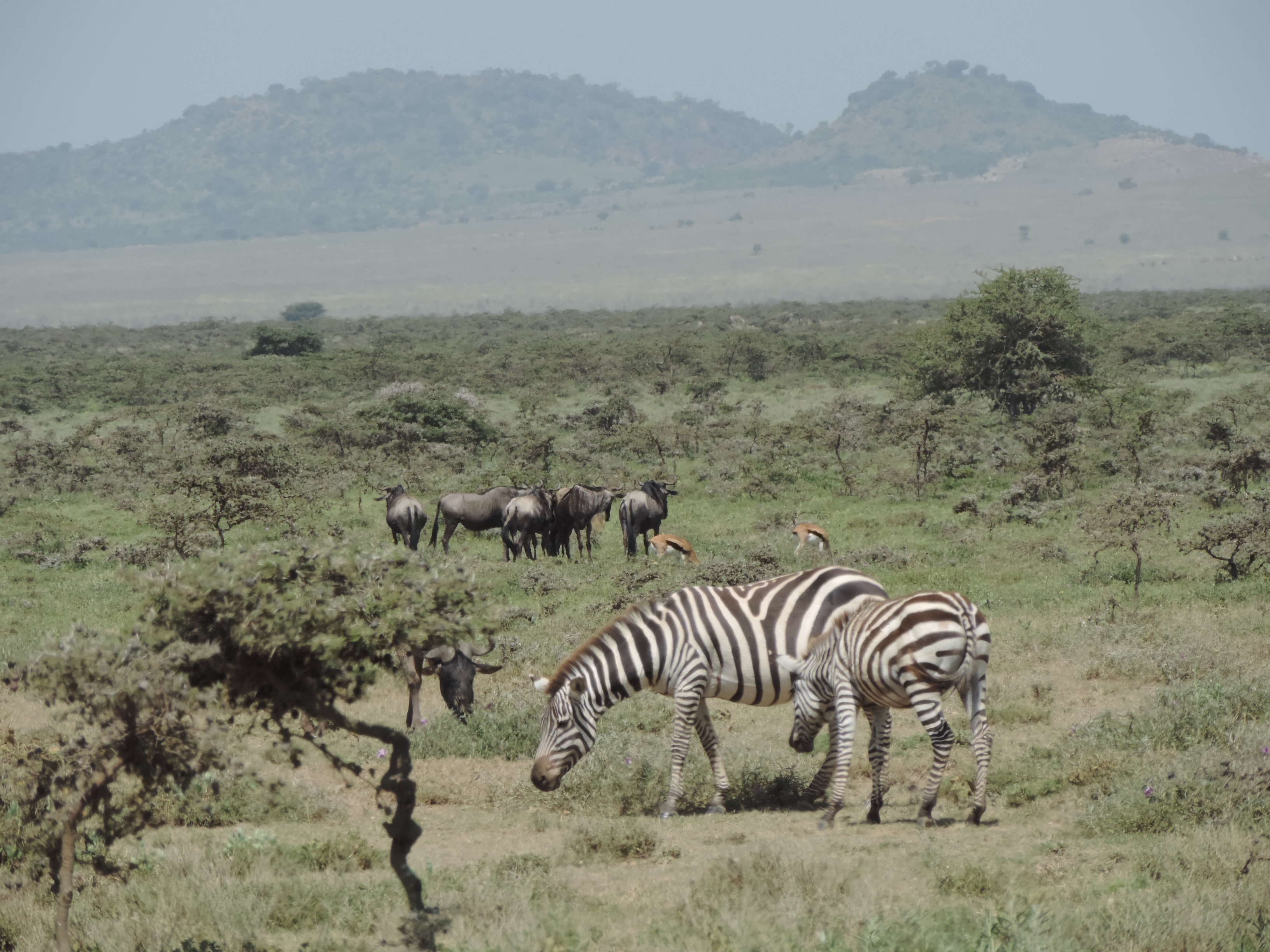 Masai mara 2016 749