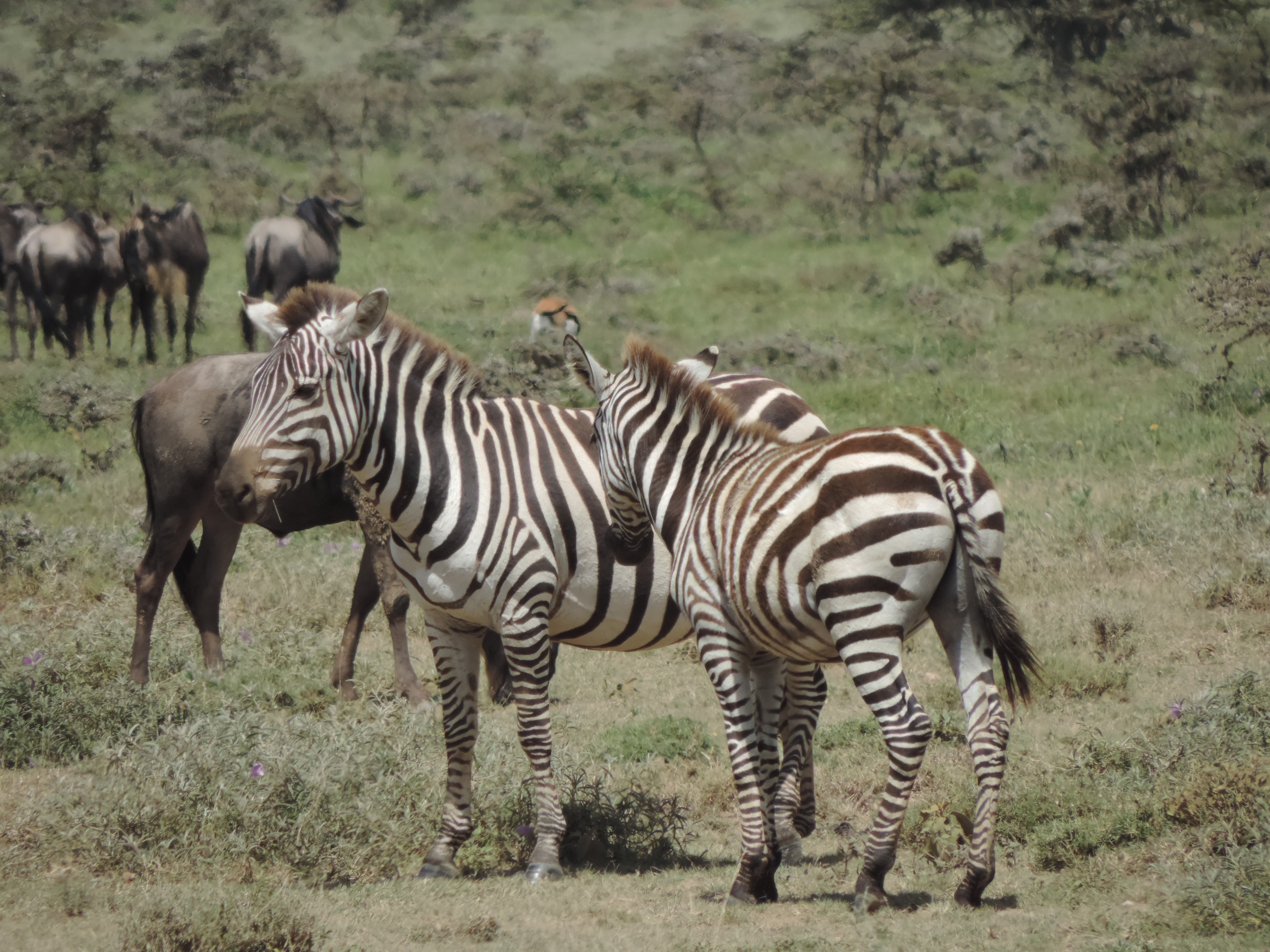 Wildebeest Migration Kenya Adventure Safaris Tours. 
