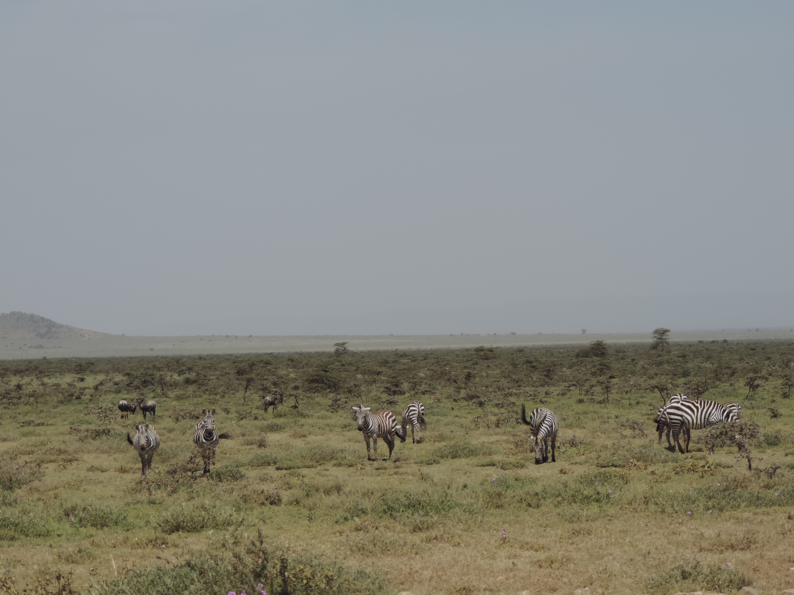  YHA Kenya Travel,Masai Mara Budget Tours.