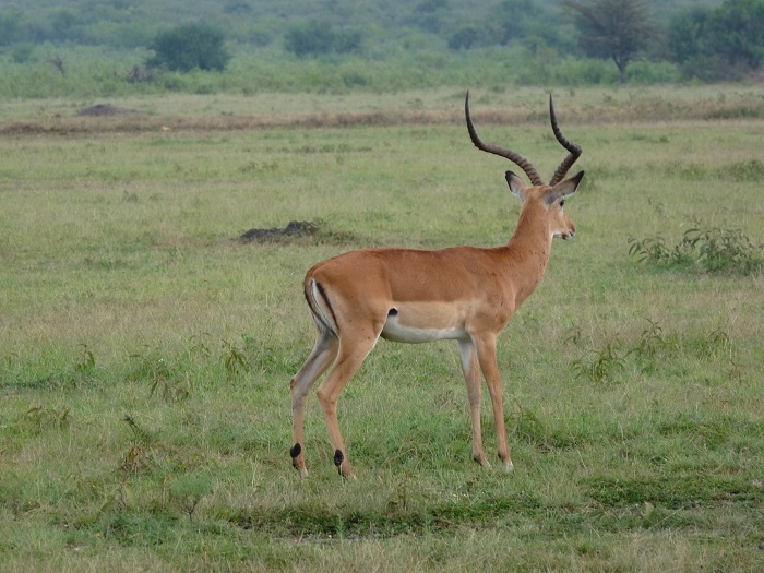 Kenya Camping Safaris/ Short Budget Safari Bookings Adventure.