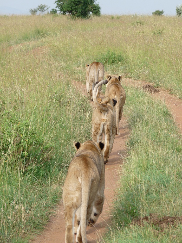 Discover Kenya Safaris/Adventure Safari Bookings/Tour Activities.